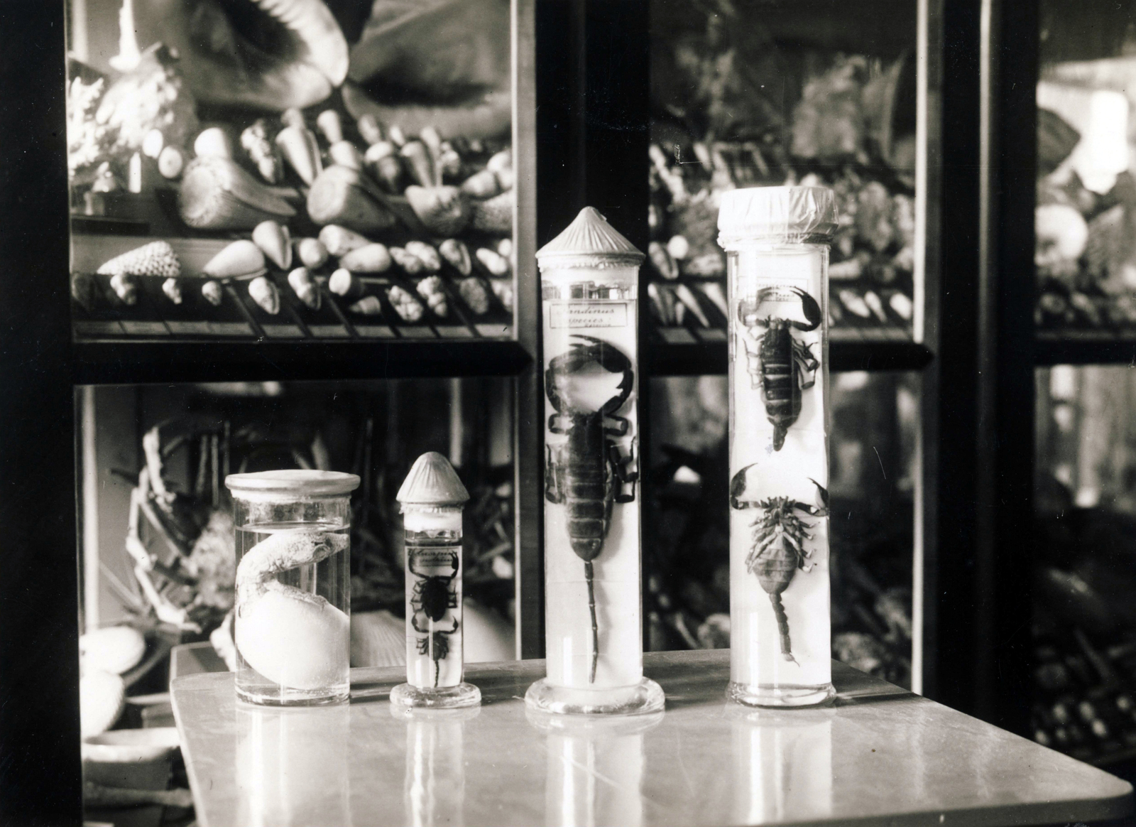 Hungary, Kalocsa, az Érseki Főgimnázium állattani gyűjteménye., 1938, Jezsuita Levéltár, állattani gyűjtemény, Fortepan #100172