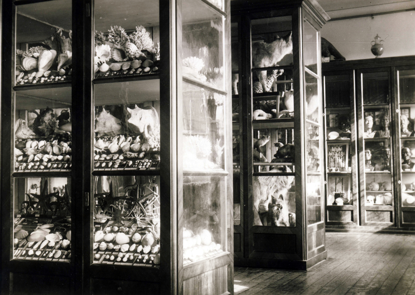 Hungary, Kalocsa, az Érseki Főgimnázium állattani gyűjteménye., 1938, Jezsuita Levéltár, állattani gyűjtemény, Fortepan #100176