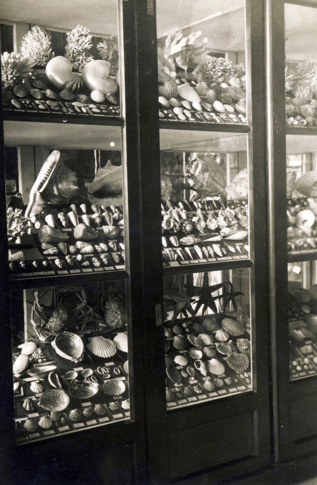 Hungary, Kalocsa, az Érseki Főgimnázium állattani gyűjteménye., 1938, Jezsuita Levéltár, shell, állattani gyűjtemény, Fortepan #100359