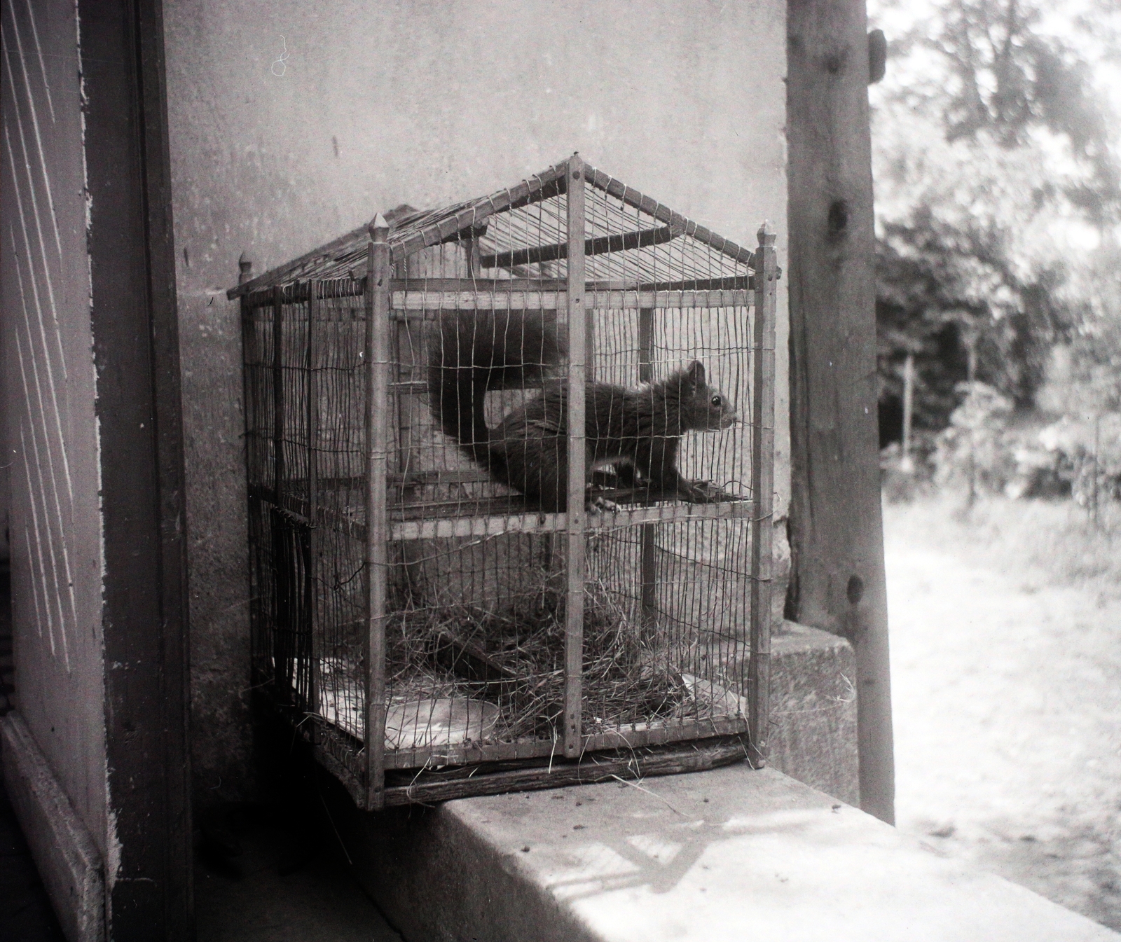 Poland, 1942, Bogdan Celichowski, pen, squirrel, pen, bird cage, Fortepan #100502