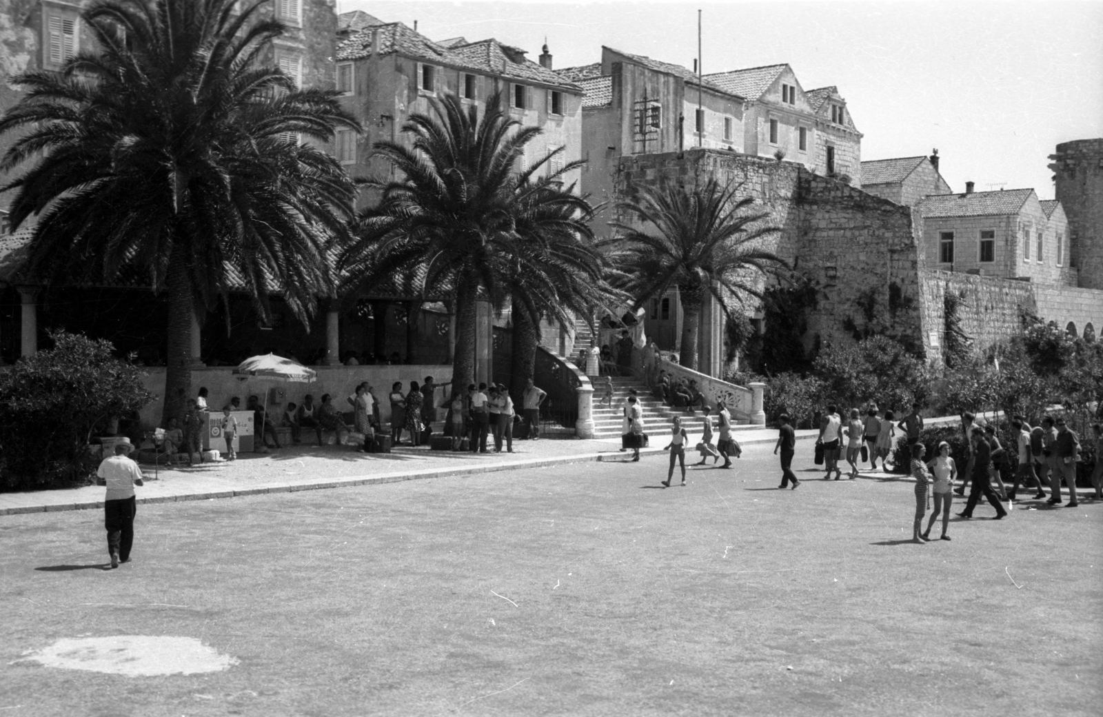 Croatia,Adriatic Sea, Korčula,Korčula, óváros a kikötőnél., 1963, Dobóczi Zsolt, palm tree, port, Fortepan #100722
