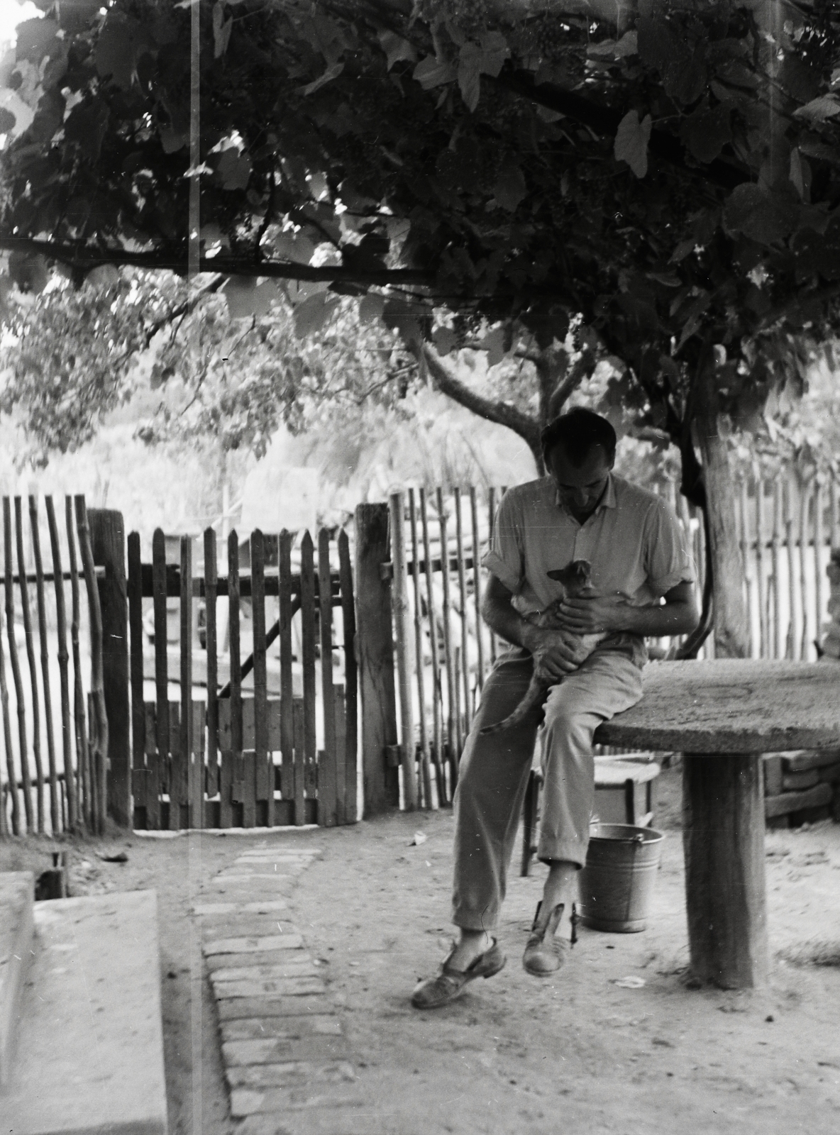 1964, Dobóczi Zsolt, cat, sitting on a table, Fortepan #100856