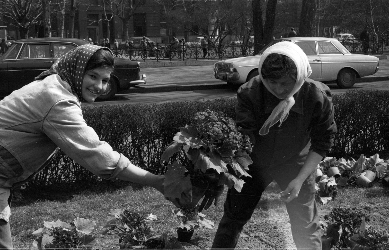 Hungary, Budapest V., Szabadság tér., 1968, Erdei Katalin, Budapest, FŐKERT-organisation, Fortepan #100860