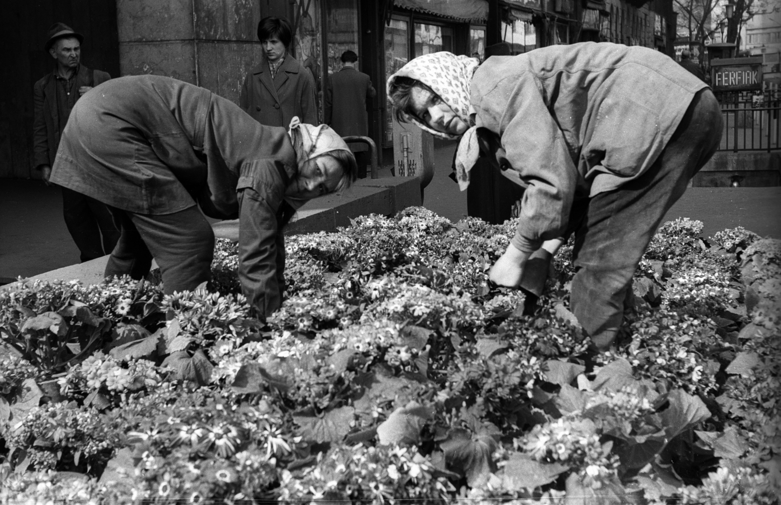 Hungary, Budapest V., virágágyás a Kossuth Lajos utca - Károly (Tanács) körút sarkánál., 1968, Erdei Katalin, horticulture, Budapest, flower bed, Fortepan #100866