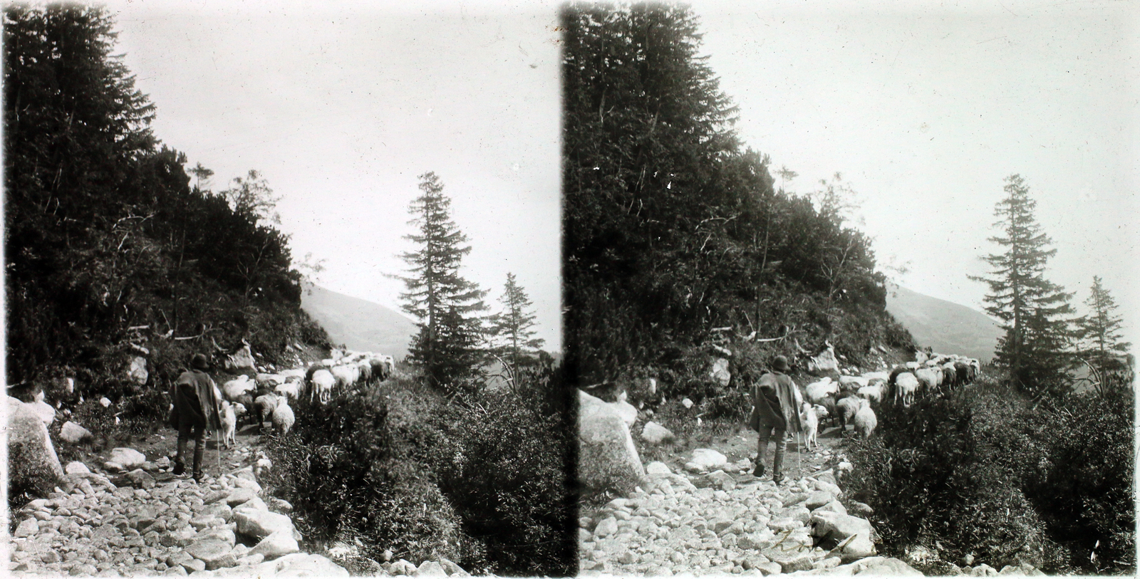 1910, Kiss László, sheep, shepherd, stereophoto, Fortepan #101107