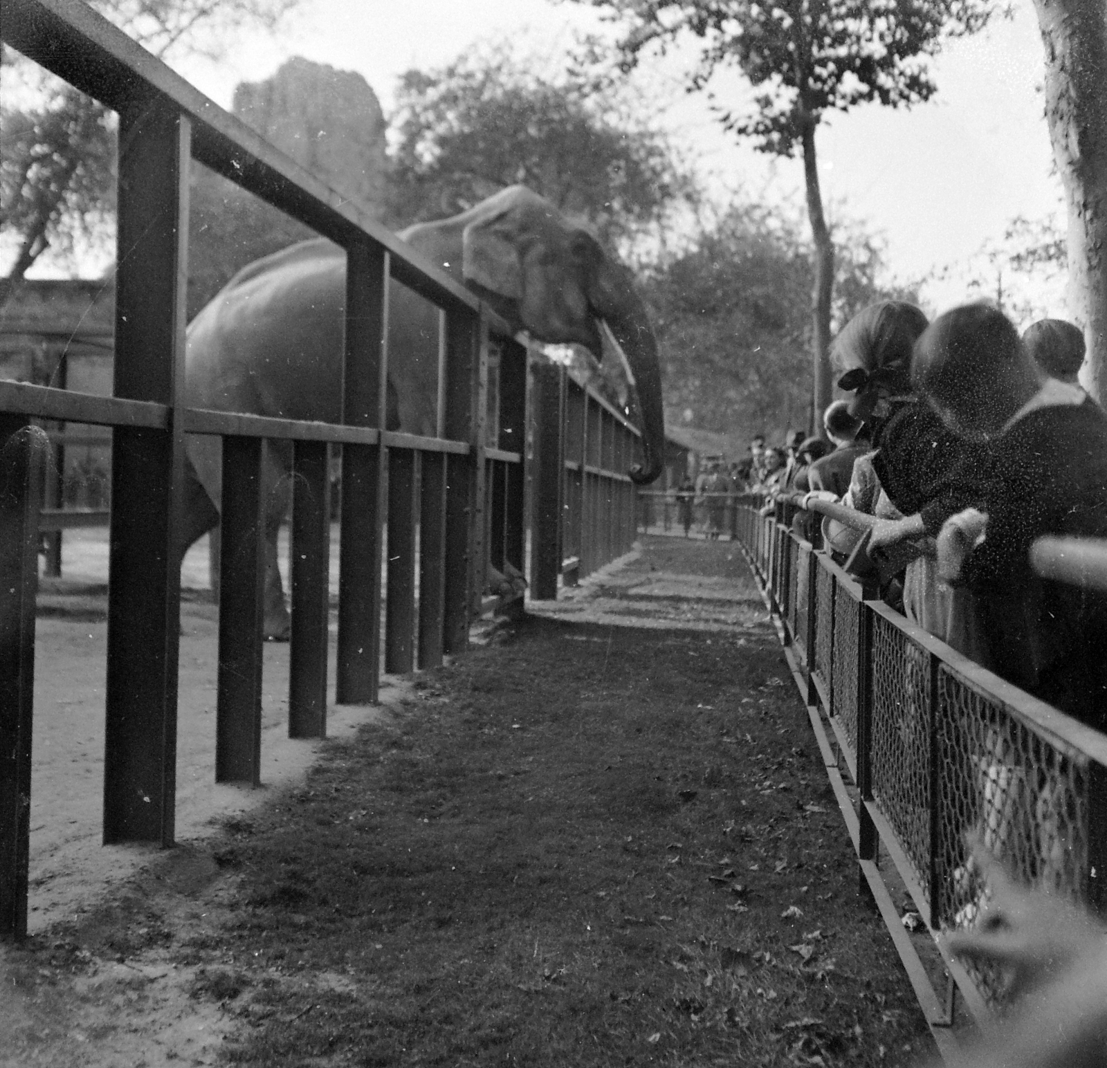 Hungary, Zoo, Budapest XIV., 1950, Kurutz Márton, elephant, Budapest, Fortepan #10159