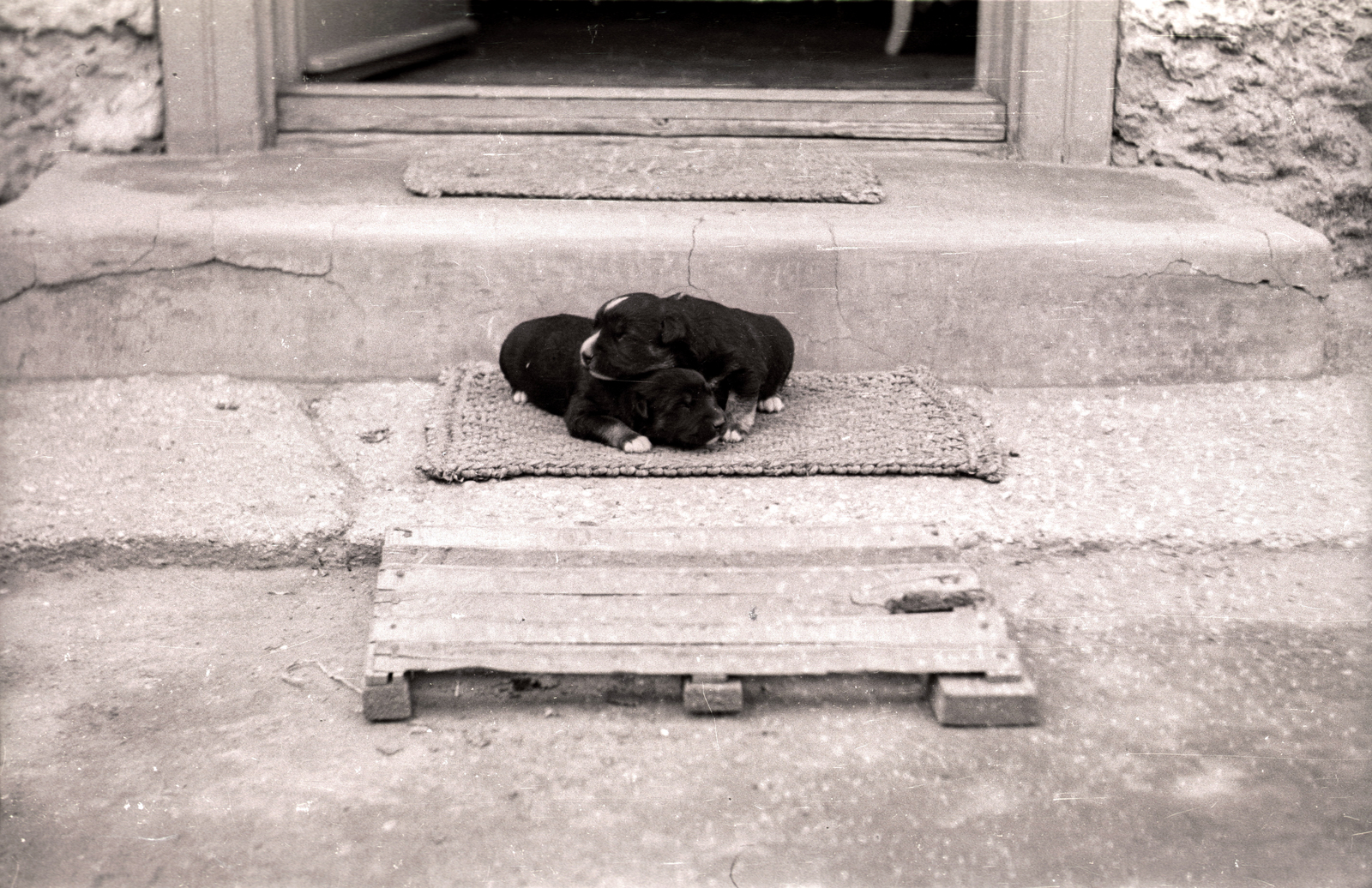 1940, Győző József, dog, door mat, Fortepan #101622