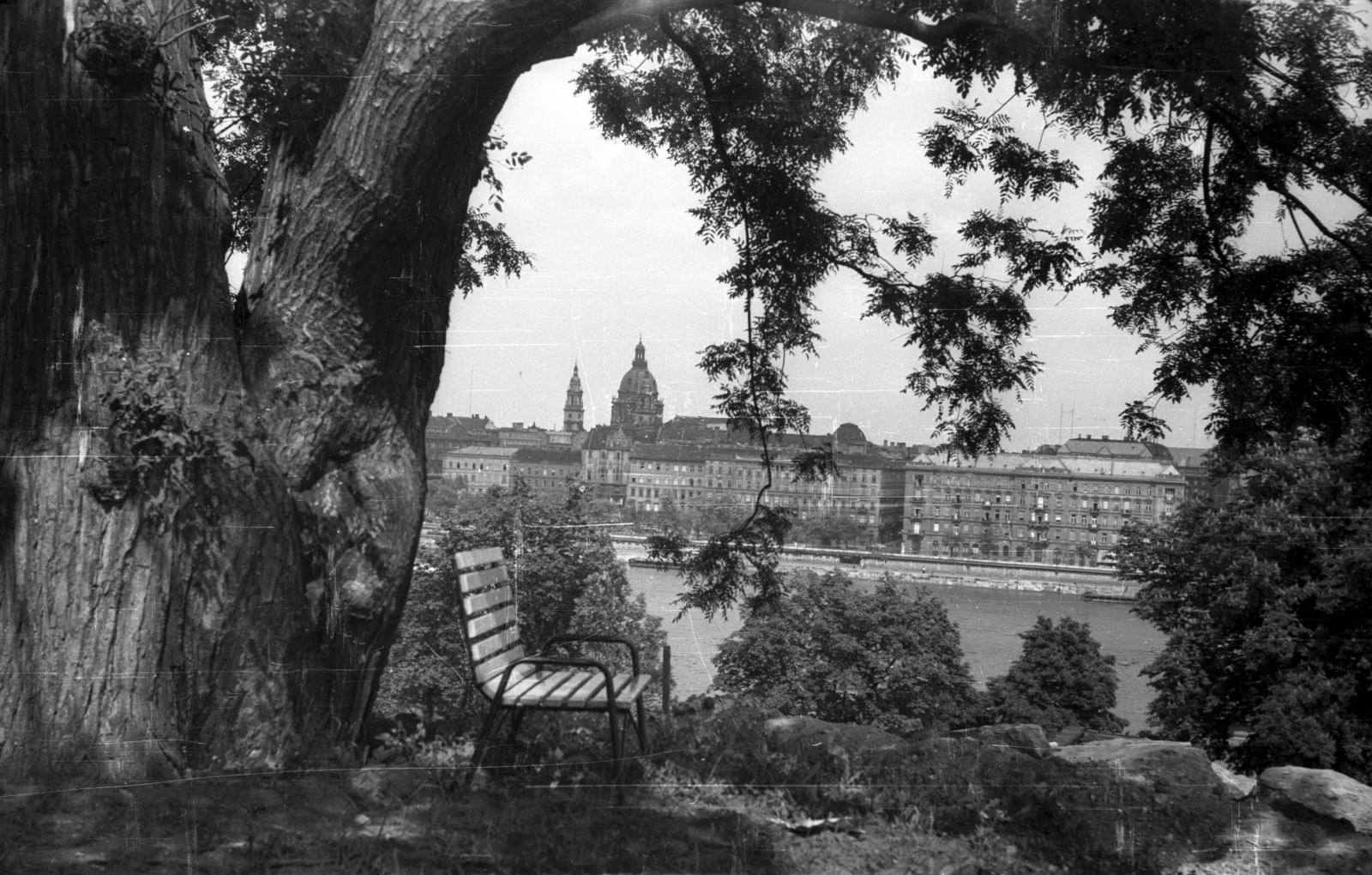 Hungary, Budapest I., a Déli nagy rondella előtti, 1862-ben telepített japán akác, a "Nagyfa". Kilátás Pest felé a Bazilika irányába., 1964, Sugár Ferenc, Budapest, Fortepan #101756