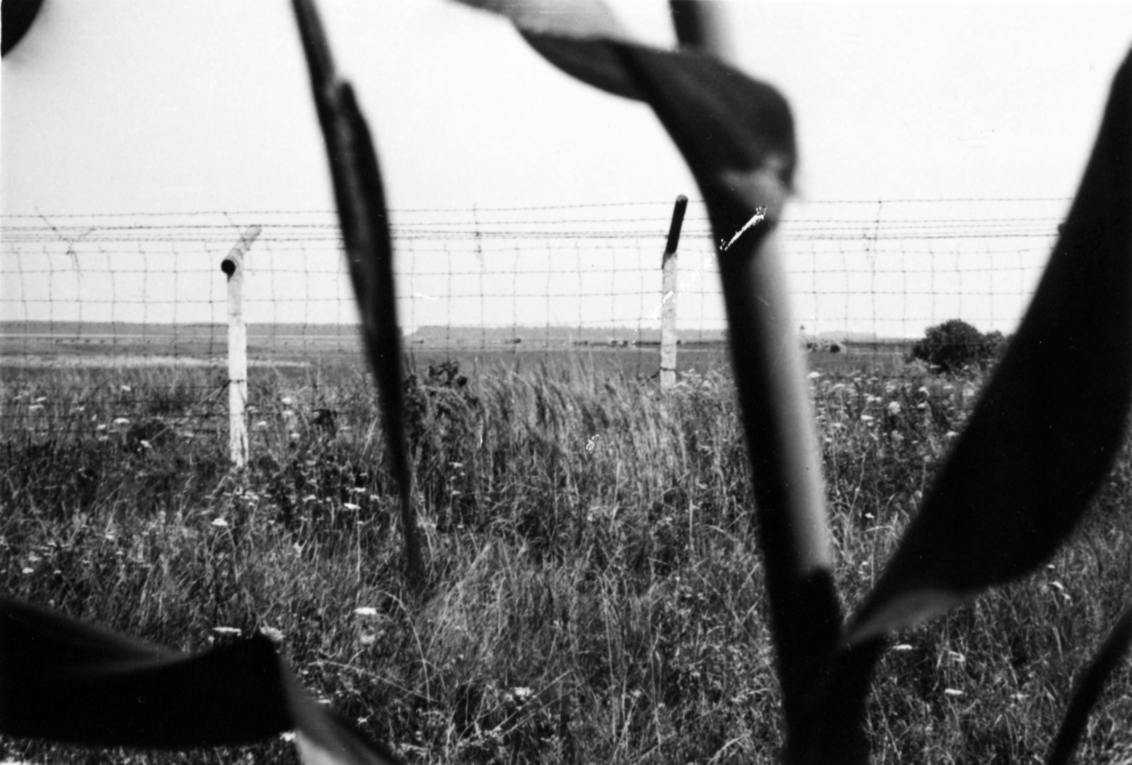 Hungary, magyar-osztrák határ, a "vasfüggöny"., 1970, Fortepan, corn, barb wire, iron curtain, Fortepan #101901