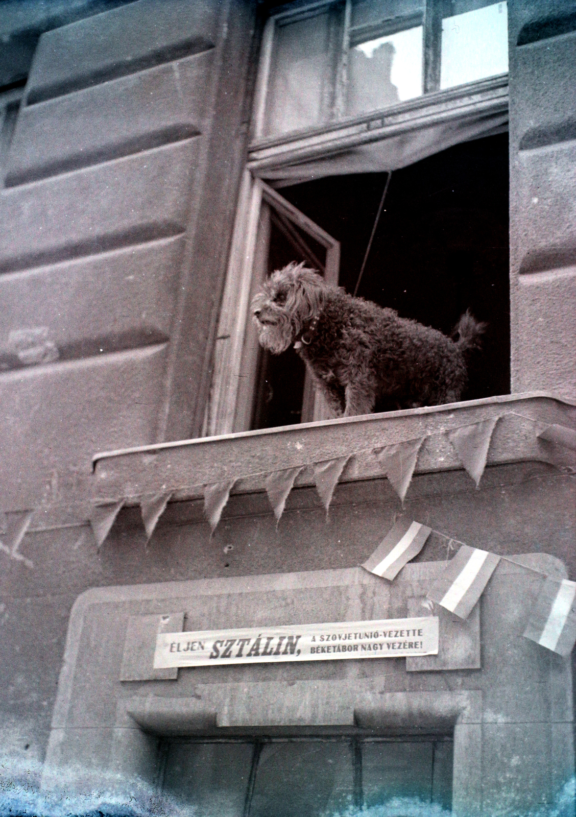 Hungary, Budapest VI., Weiner Leó (Horn Ede) utca 6., 1950, Hámori Gyula, dog, Budapest, bunting, Fortepan #105553