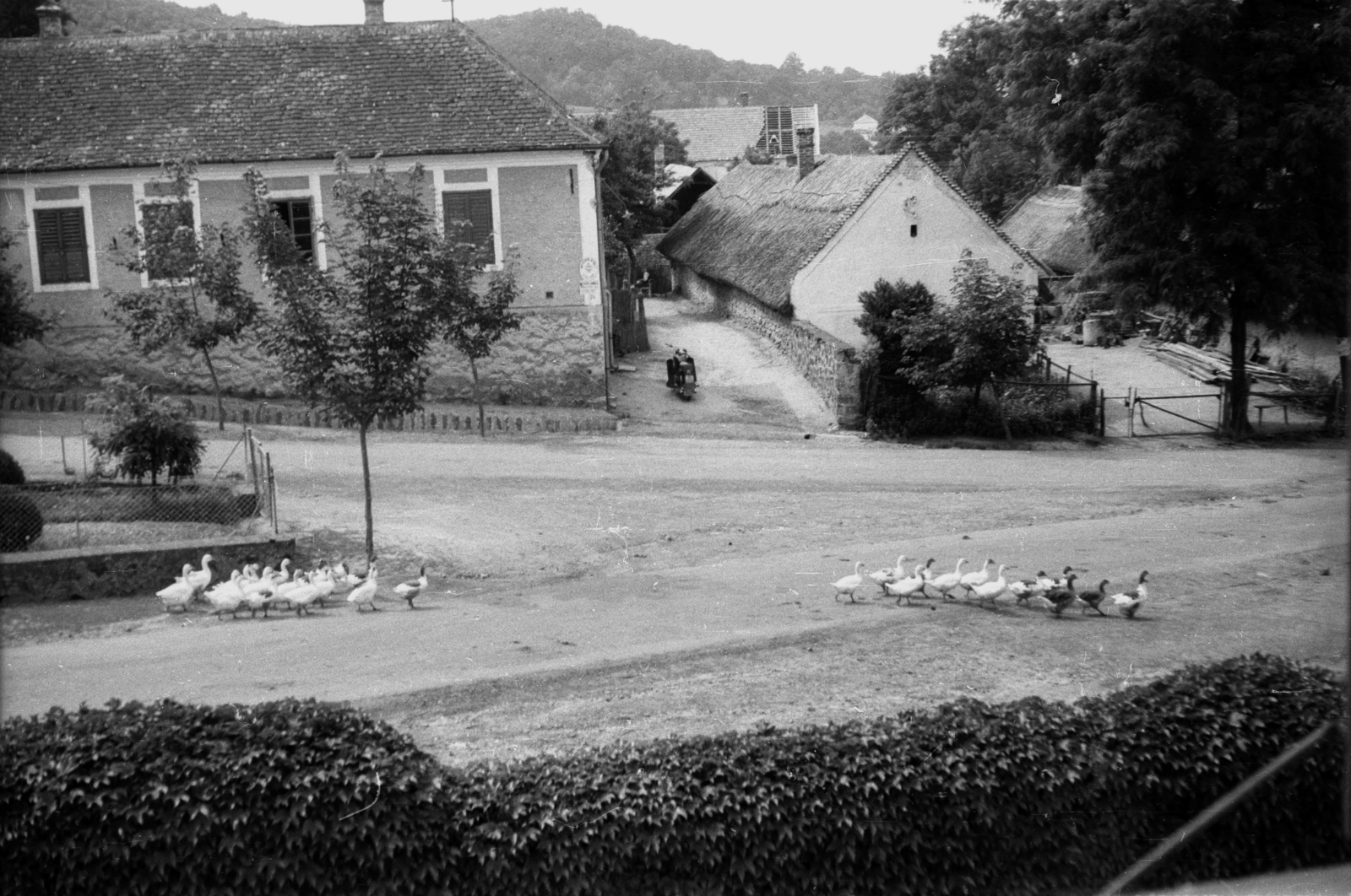 Magyarország,Balaton, Szigliget, Kossuth utca, kilátás az Esterházy-kastély, az Írók Alkotóházának ablakából a Tanácsháza (később Polgármesteri Hivatal) felé., 1962, Hunyady József, liba, Fortepan #105910