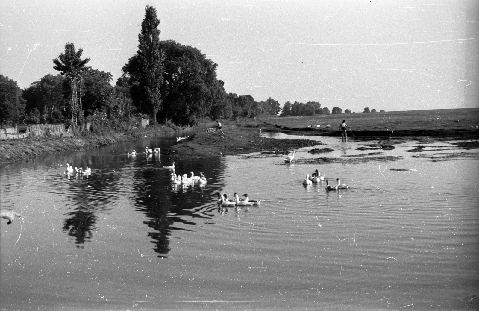 Hungary,Lake Balaton, Szigliget, Tapolca-patak., 1962, Hunyady József, duck, duck pond, Fortepan #106178