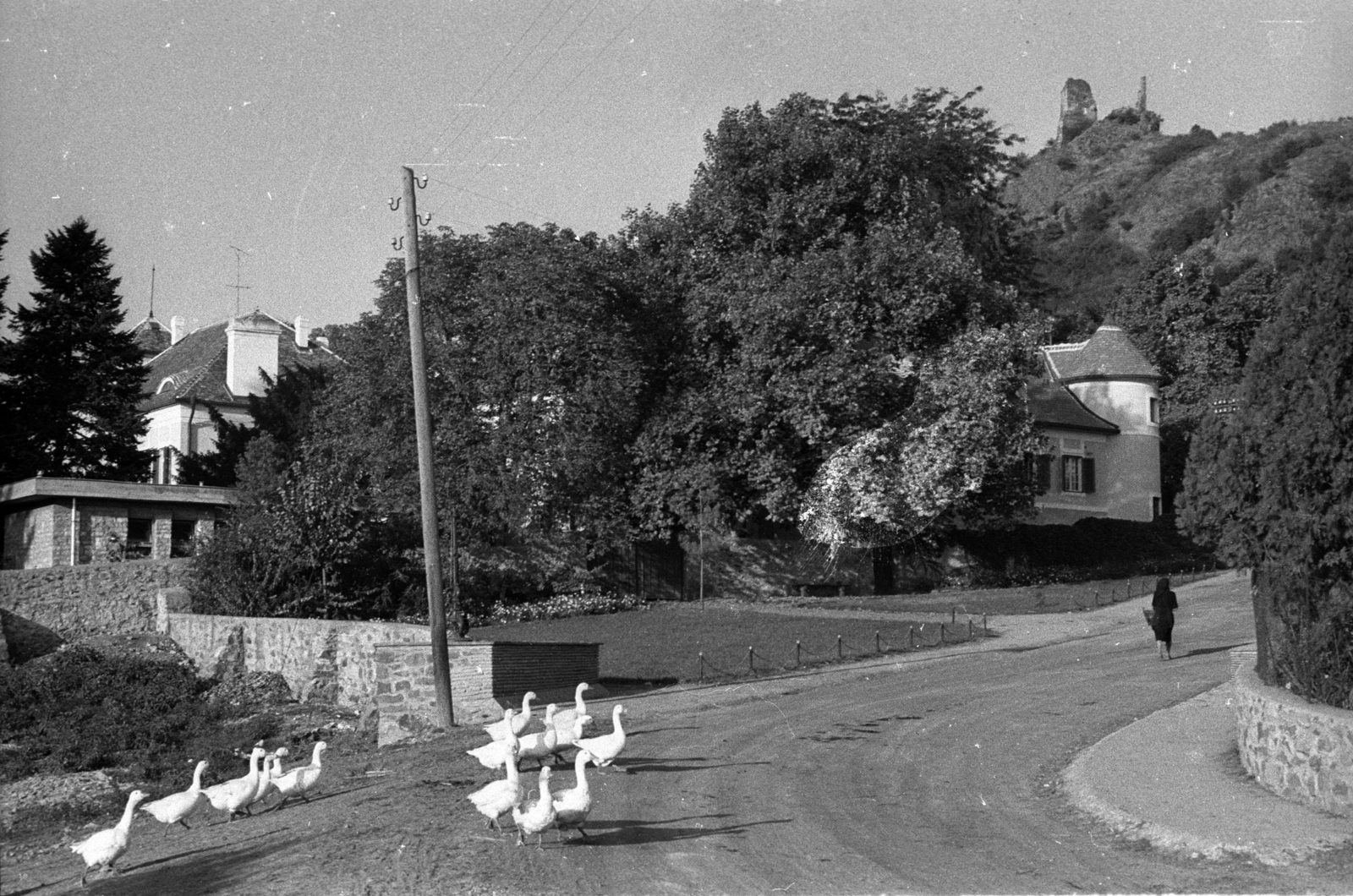 Hungary,Lake Balaton, Szigliget, Kossuth utca az Esterházy-kastély, az Írók Alkotóháza előtt, fenn a vár romja., 1961, Hunyady József, goose, castle ruins, Fortepan #106331