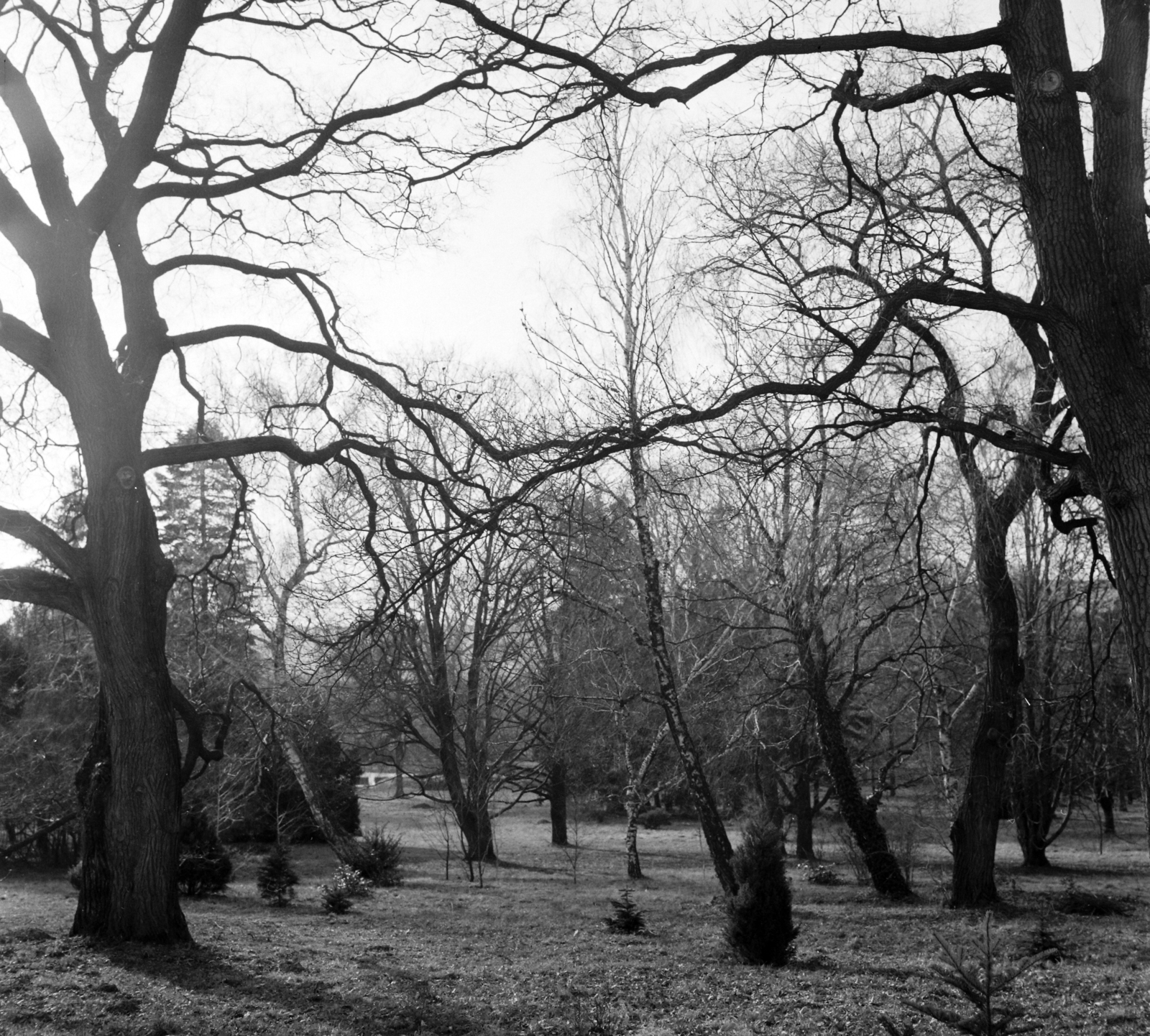 Magyarország,Balaton, Szigliget, az Esterházy-kastély, az Írók Alkotóházának parkja., 1965, Hunyady József, Fortepan #106383