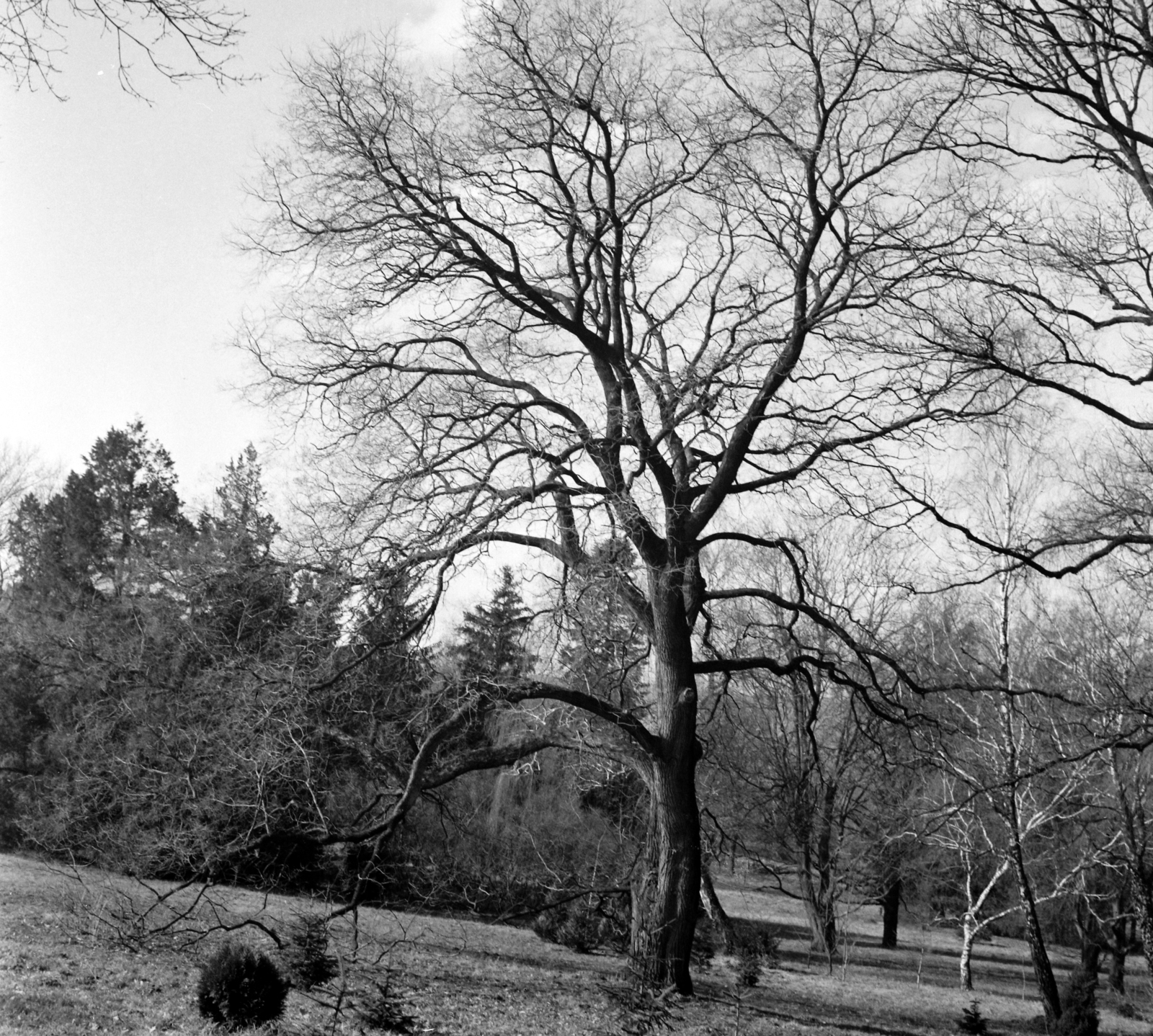 Magyarország,Balaton, Szigliget, az Esterházy-kastély, az Írók Alkotóházának parkja., 1965, Hunyady József, Fortepan #106386