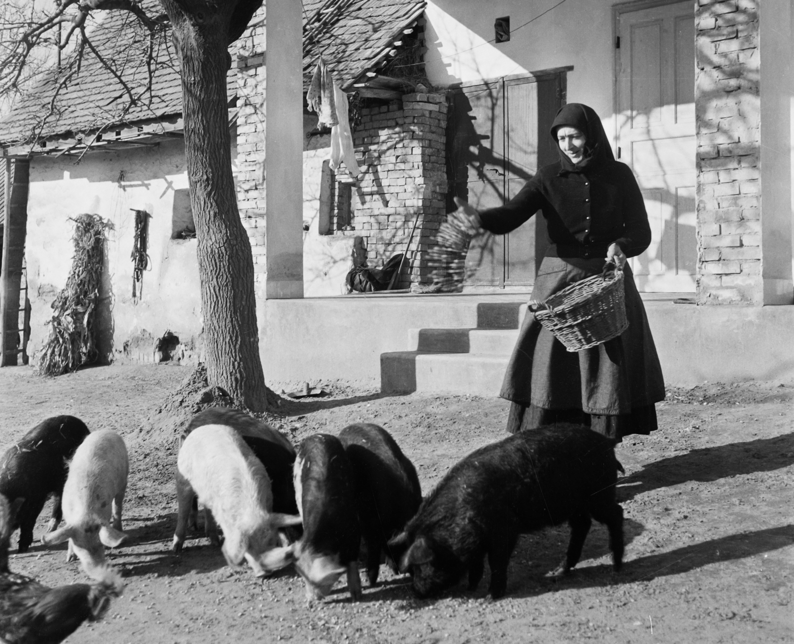 Hungary, 1965, Bauer Sándor, yard, poultry, pig, basket, peasant, building, dovecote, farm, feeding, Fortepan #110396