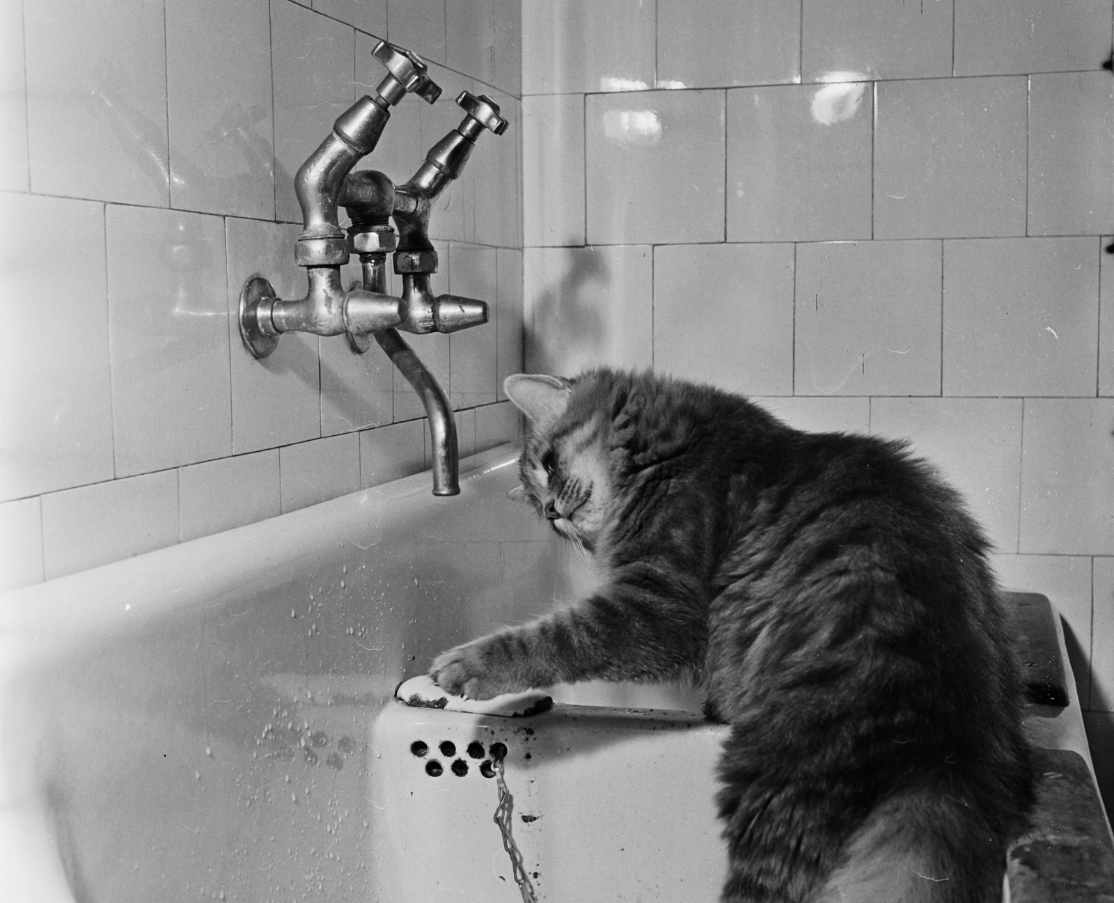 1961, Bauer Sándor, cat, tap, Fortepan #110484