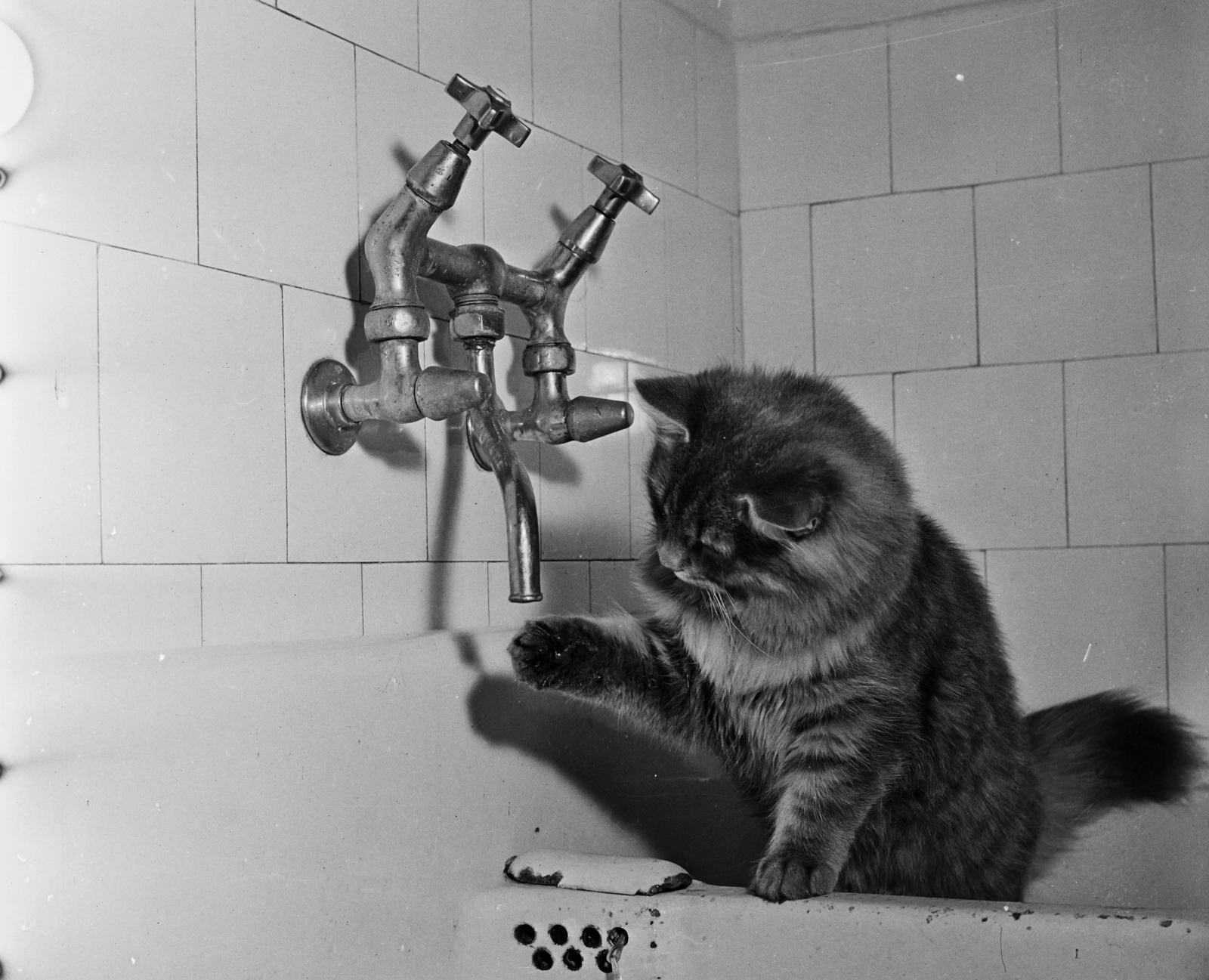 1961, Bauer Sándor, cat, tap, Fortepan #110485