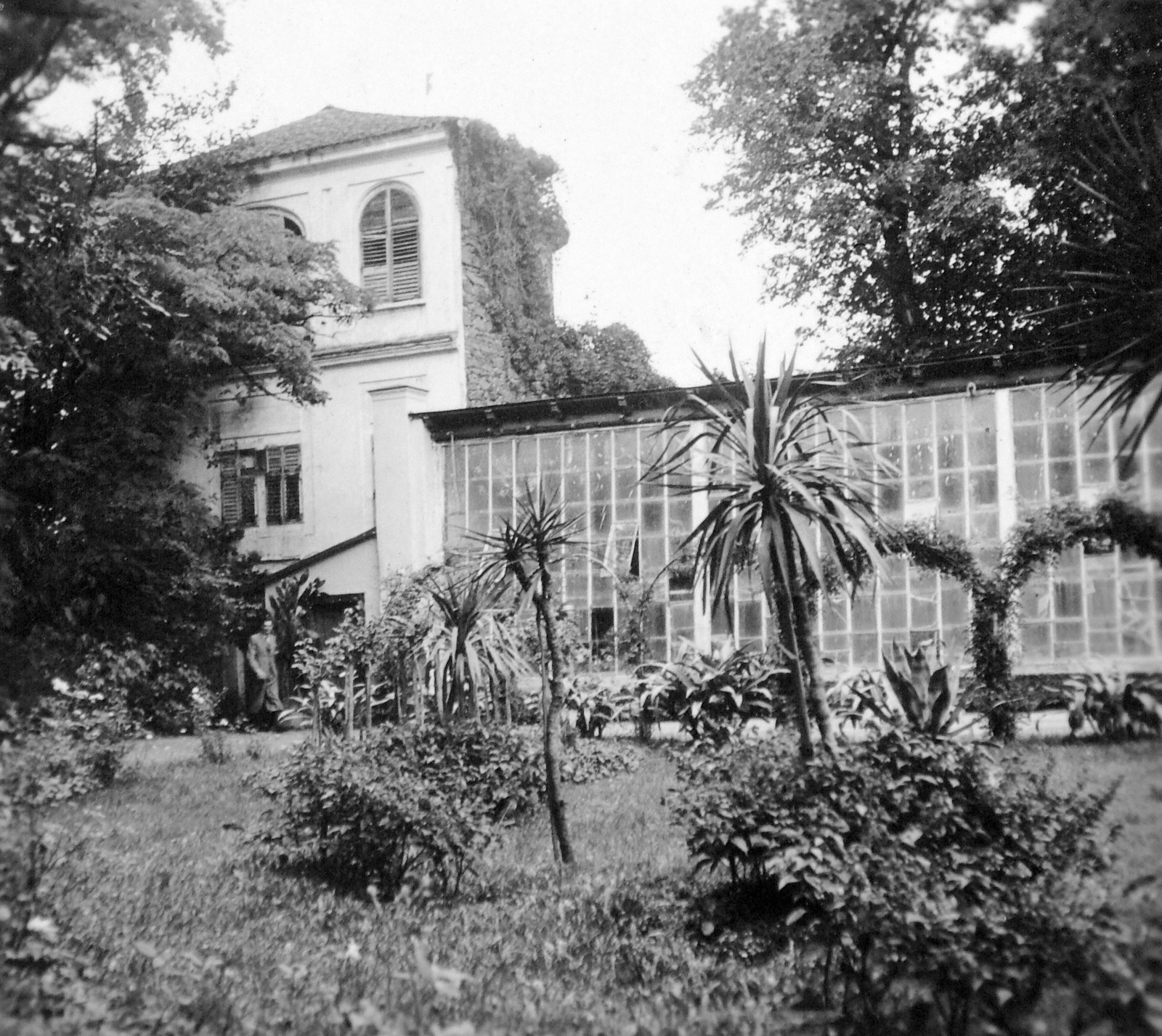 Hungary, Szécsény, Forgách kastély., 1938, Gyöngyi, greenhouse, palm tree, Fortepan #11228