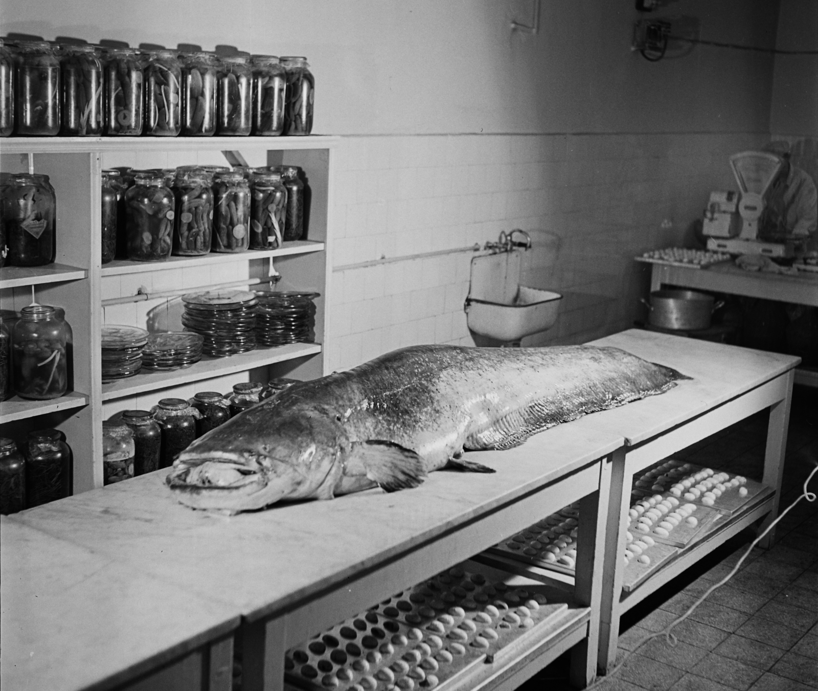 Hungary, Margit Islands, Budapest, Margitszigeti Nagyszálló., 1960, Bauer Sándor, kitchen, counter, fish, catfish, Fortepan #112926