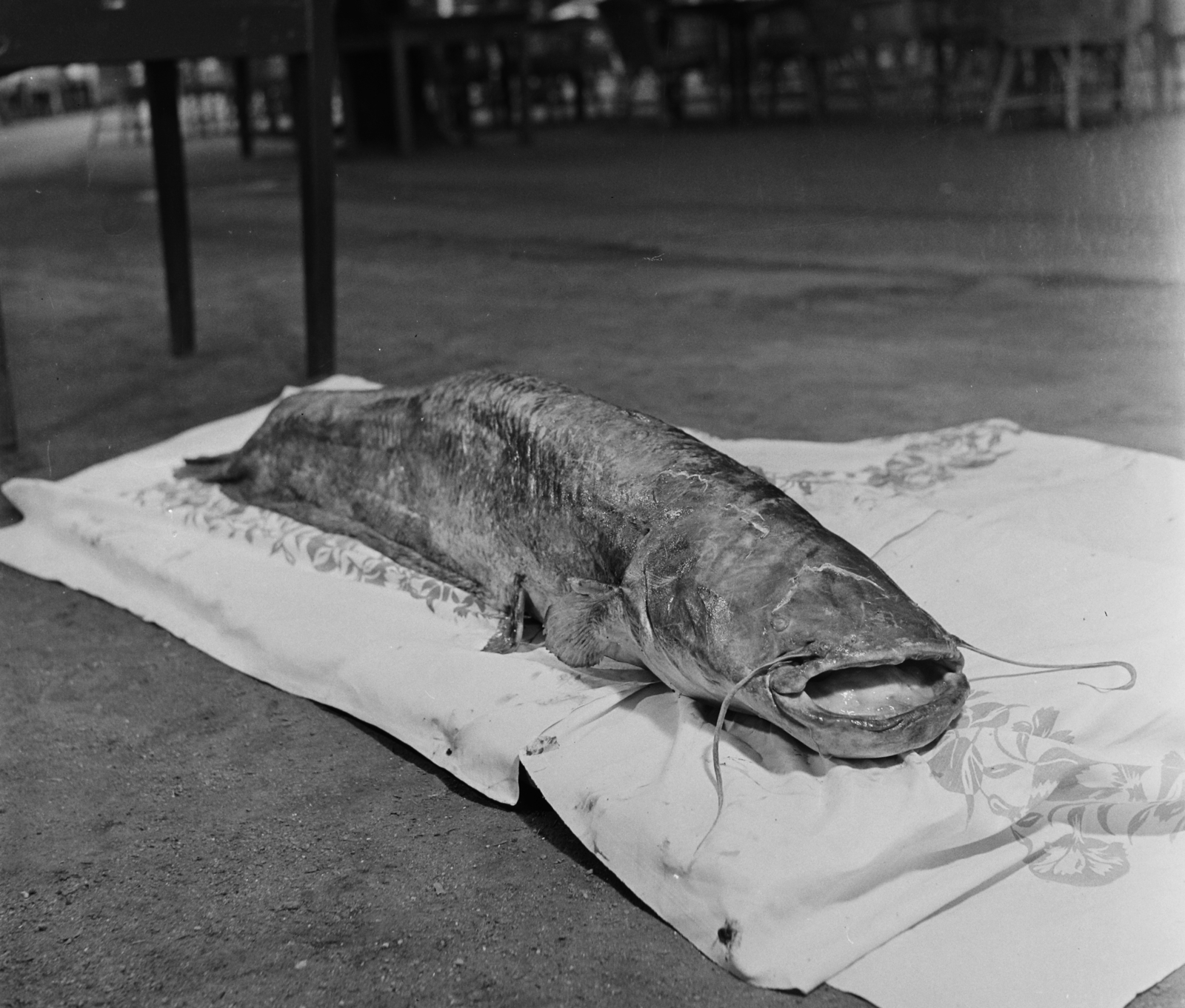 Hungary, Margit Islands, Budapest, Margitszigeti Nagyszálló., 1960, Bauer Sándor, catfish, fish, Fortepan #113160