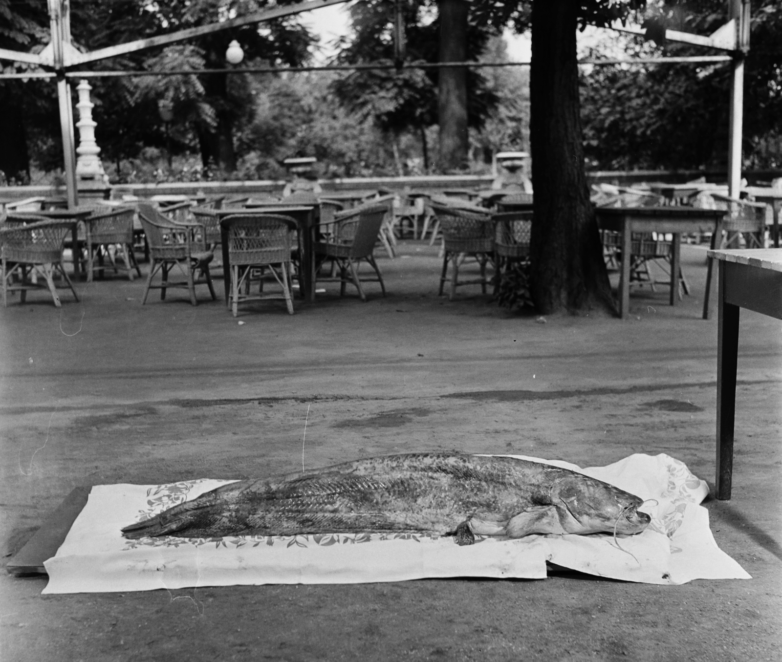 Hungary, Margit Islands, Budapest, Margitszigeti Nagyszálló., 1960, Bauer Sándor, hospitality, wicker chair, catfish, fish, Fortepan #113161