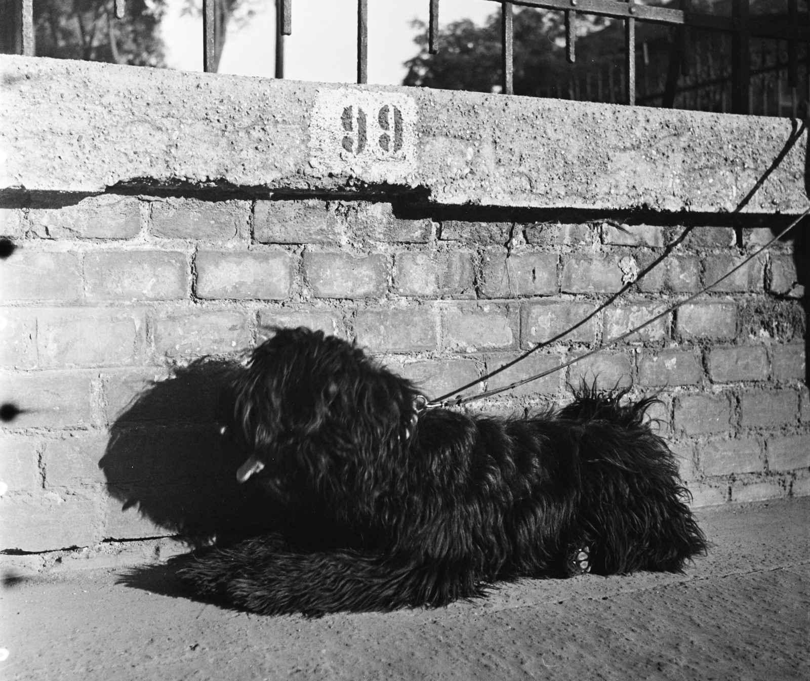 1960, Bauer Sándor, dog, walking the dog, Fortepan #113534