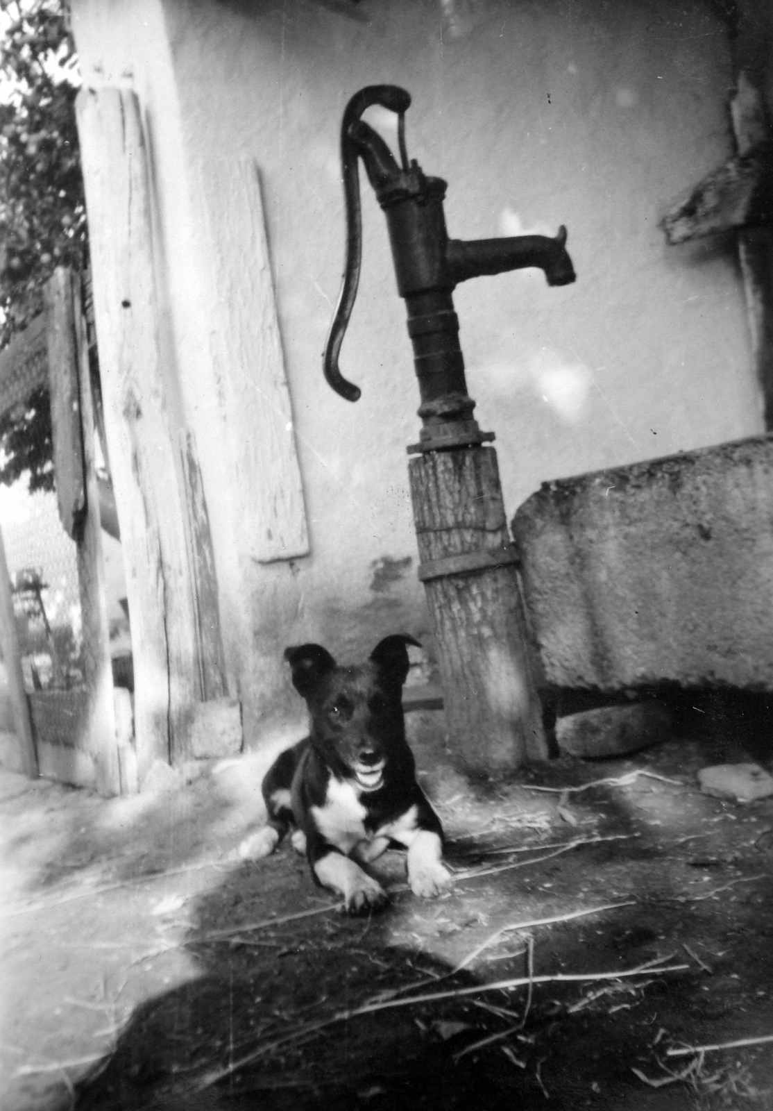 1930, Fortepan, dog, Norton Wells, Fortepan #11364