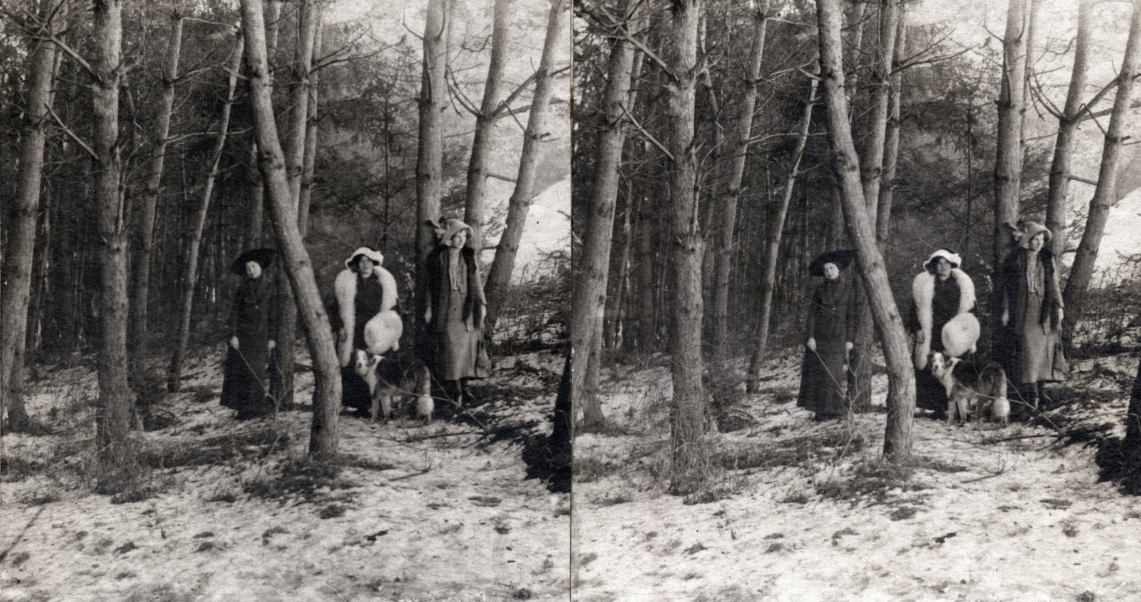 1905, Fortepan/Album007, kutya, nők, sztereófotó, Fortepan #114827