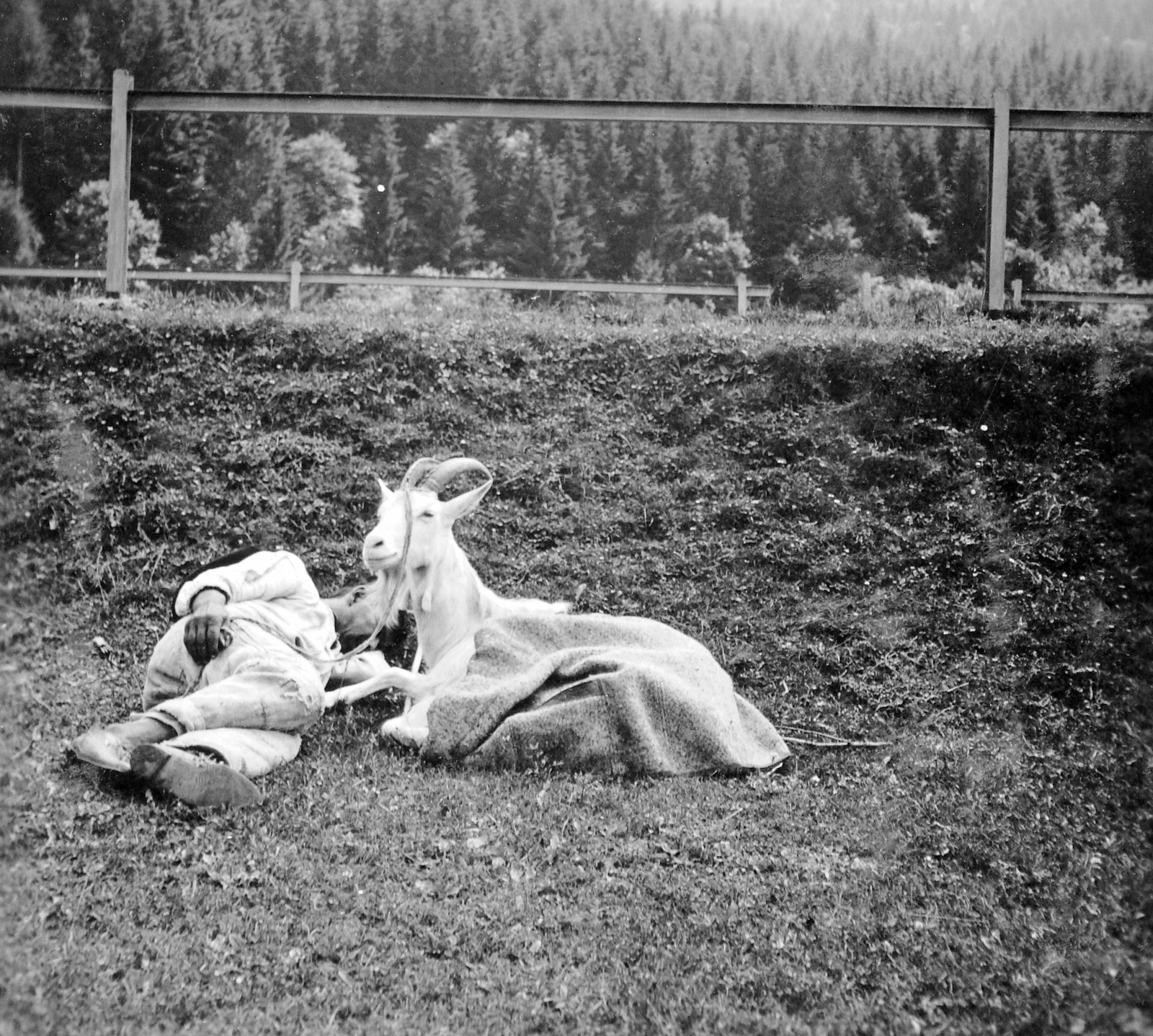 Ukraine, 1939, Gyöngyi, railing, goat, relaxation, animal, Fortepan #11488