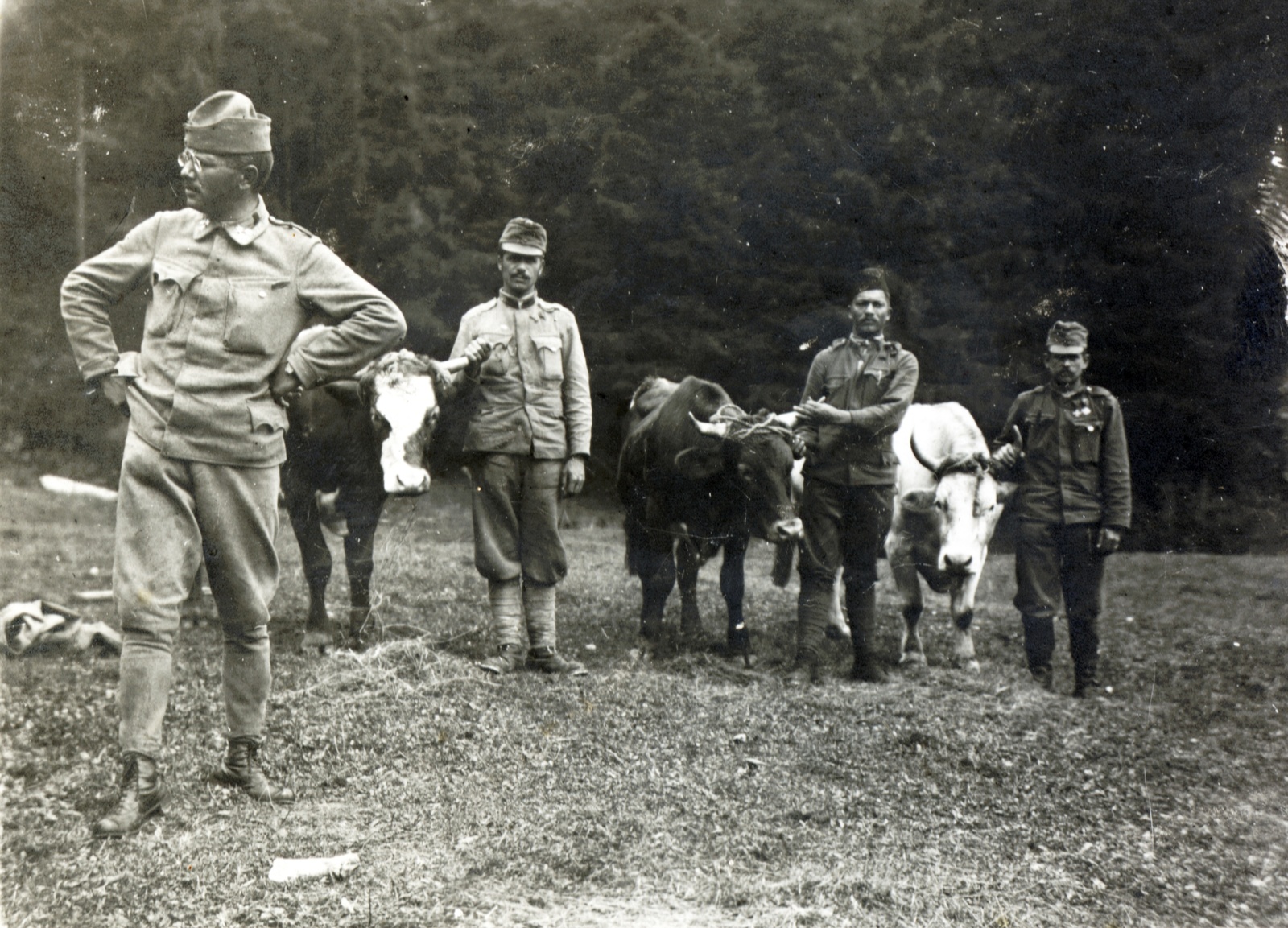 1915, Schmal Alexandra, első világháború, katona, szarvasmarha, Fortepan #115549
