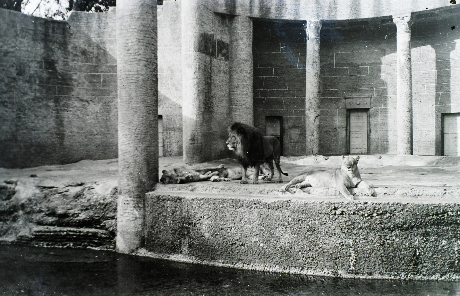 Germany, Berlin, Tiergarten, Állatkert., 1937, Széman György, zoo, Fortepan #115659