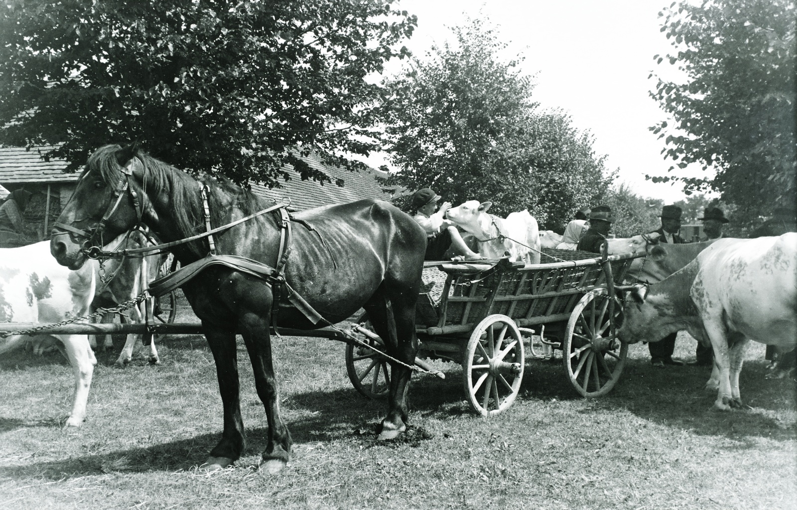 1930, Széman György, állatvásár, szarvasmarha, szekér, Fortepan #115723