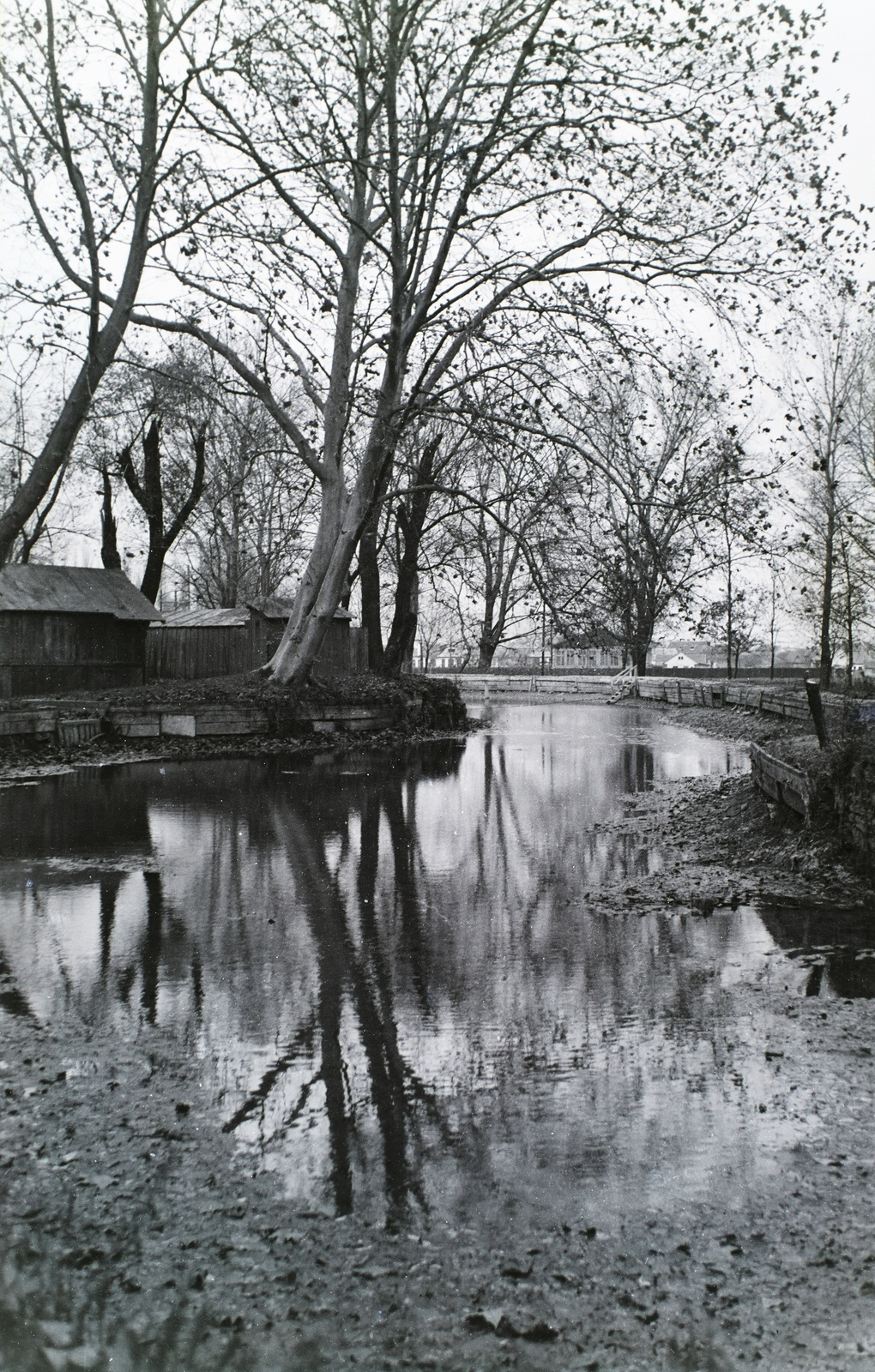 1930, Széman György, fa, víztükör, Fortepan #115728