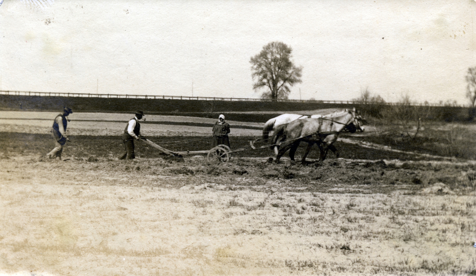 1905, Széman György, pipa, paraszt, talajművelés, ló, munka, eke, vetés, mezőgazdaság, Fortepan #115845