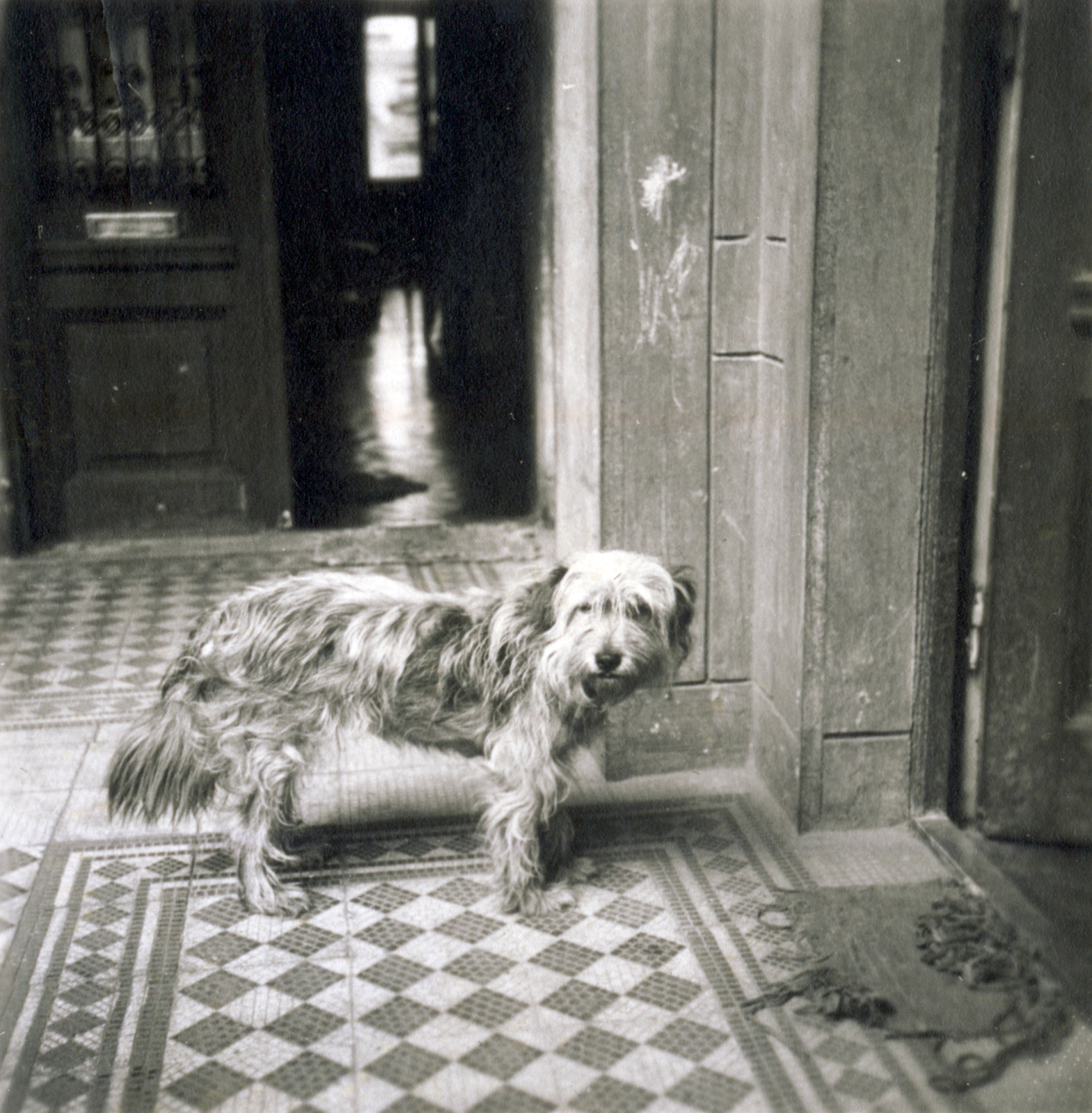 1929, Rothman család, dog, corridor, door mat, Fortepan #116425