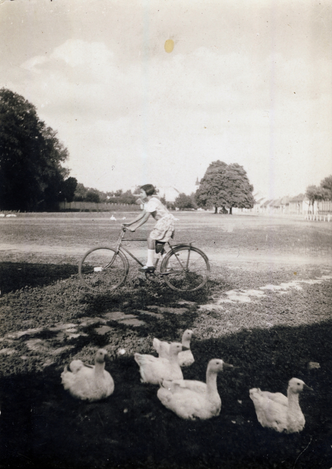 1933, Szabó Csaba, bicycle, field, goose, Fortepan #116539