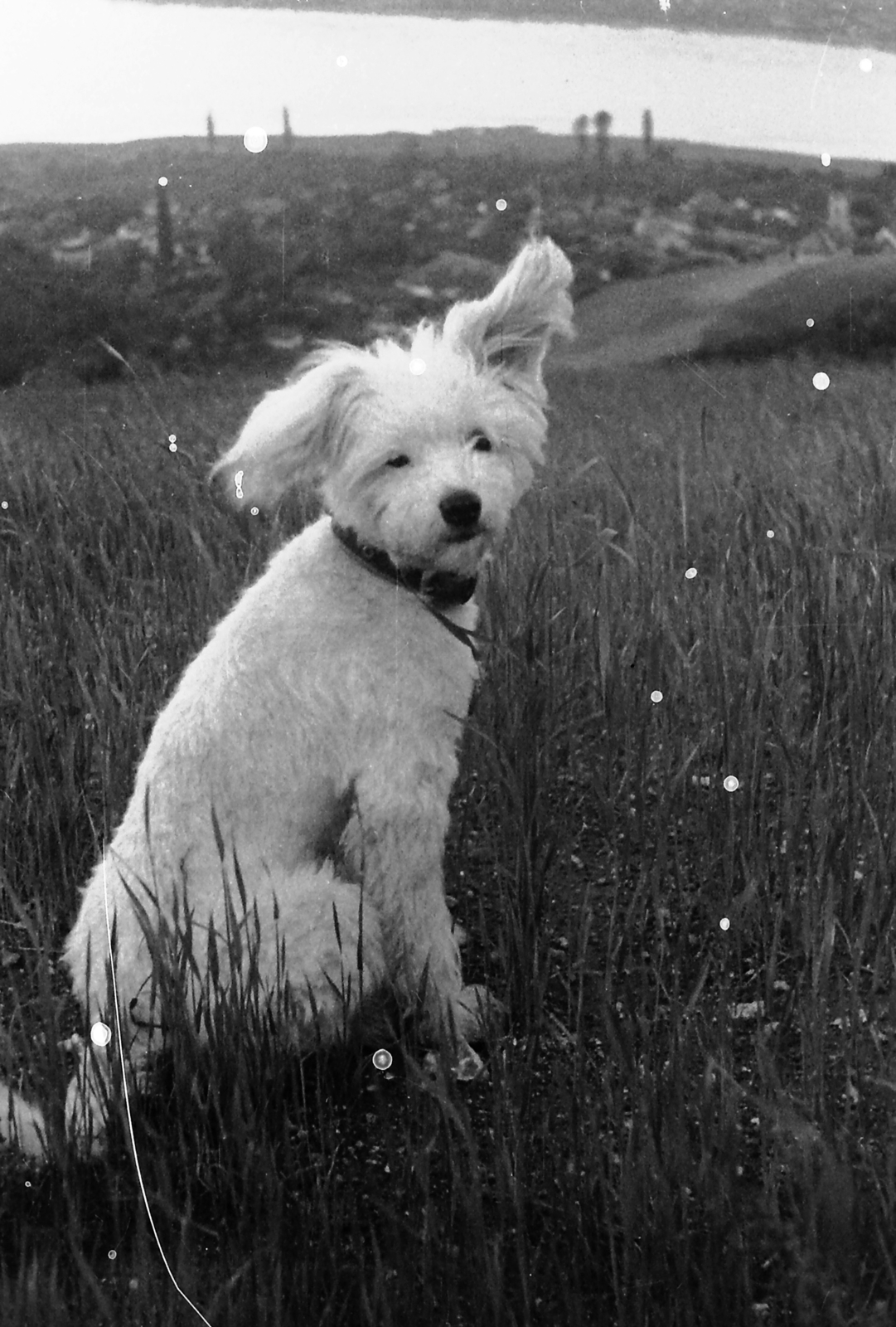 Hungary,Danube Bend, Visegrád, jobbra a távolban a Keresztelő Szent János-templom látszik., 1951, Jászai Sándor, dog, looking back, Fortepan #116753