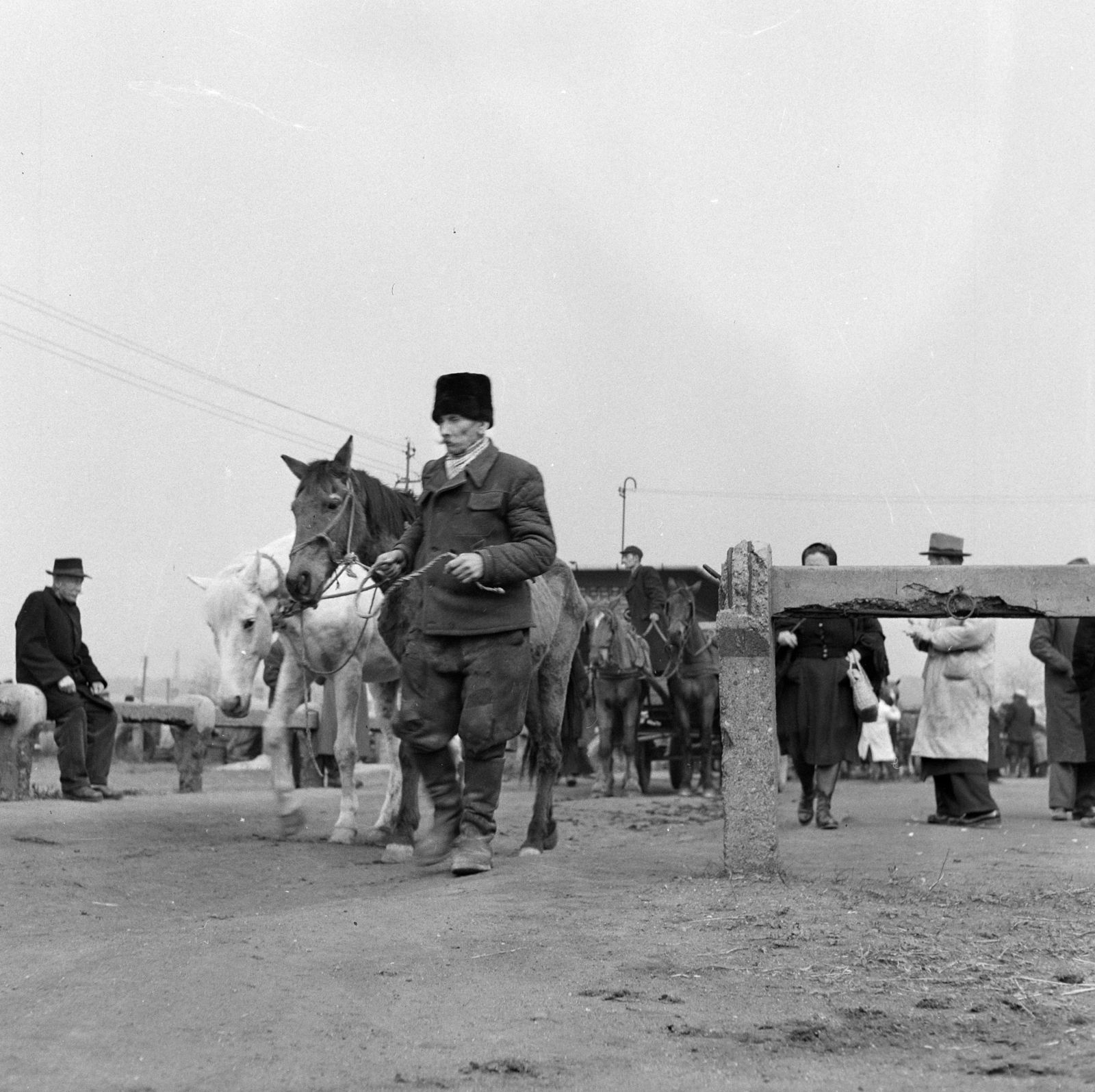 Hungary, Budapest IX., lóvásár a Mester utca - Vágóhíd utca kereszteződés közelében., 1958, FSZEK Budapest Gyűjtemény / Sándor György, Sándor György, Budapest, peasant, horse, photo aspect ratio: square, Fortepan #116802