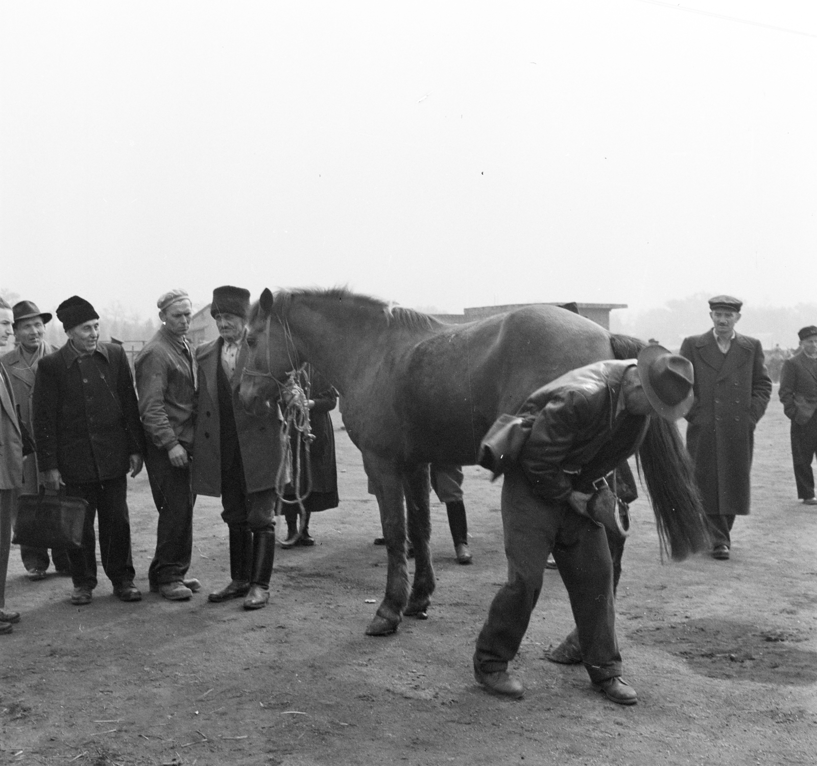 Hungary, Budapest IX., lóvásár a Mester utca - Vágóhíd utca kereszteződés közelében., 1958, FSZEK Budapest Gyűjtemény / Sándor György, Sándor György, horse, Budapest, horseshoe, Fortepan #116806