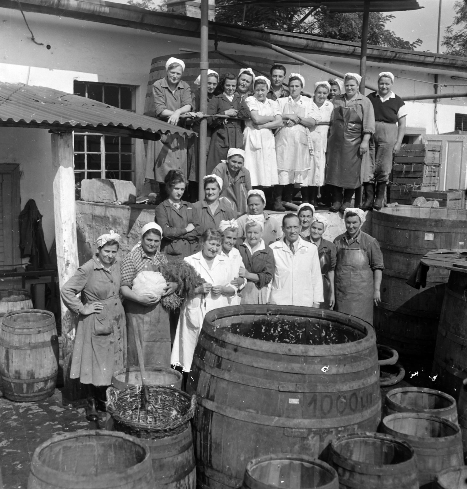 Hungary, 1959, FSZEK Budapest Gyűjtemény / Sándor György, Sándor György, cabbage, Fortepan #116889
