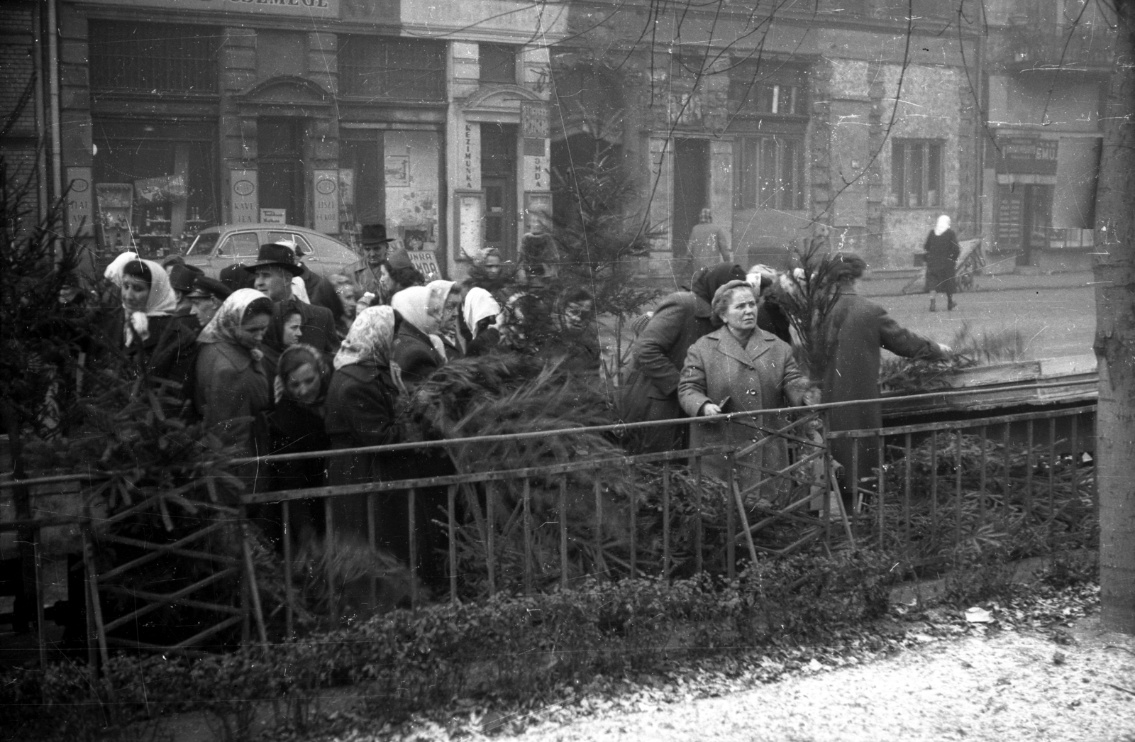 Hungary, Budapest VI., Hunyadi tér, fenyőárus a Vásárcsarnok előtt., 1959, FSZEK Budapest Gyűjtemény / Sándor György, Sándor György, christmas tree, Budapest, Fortepan #117120