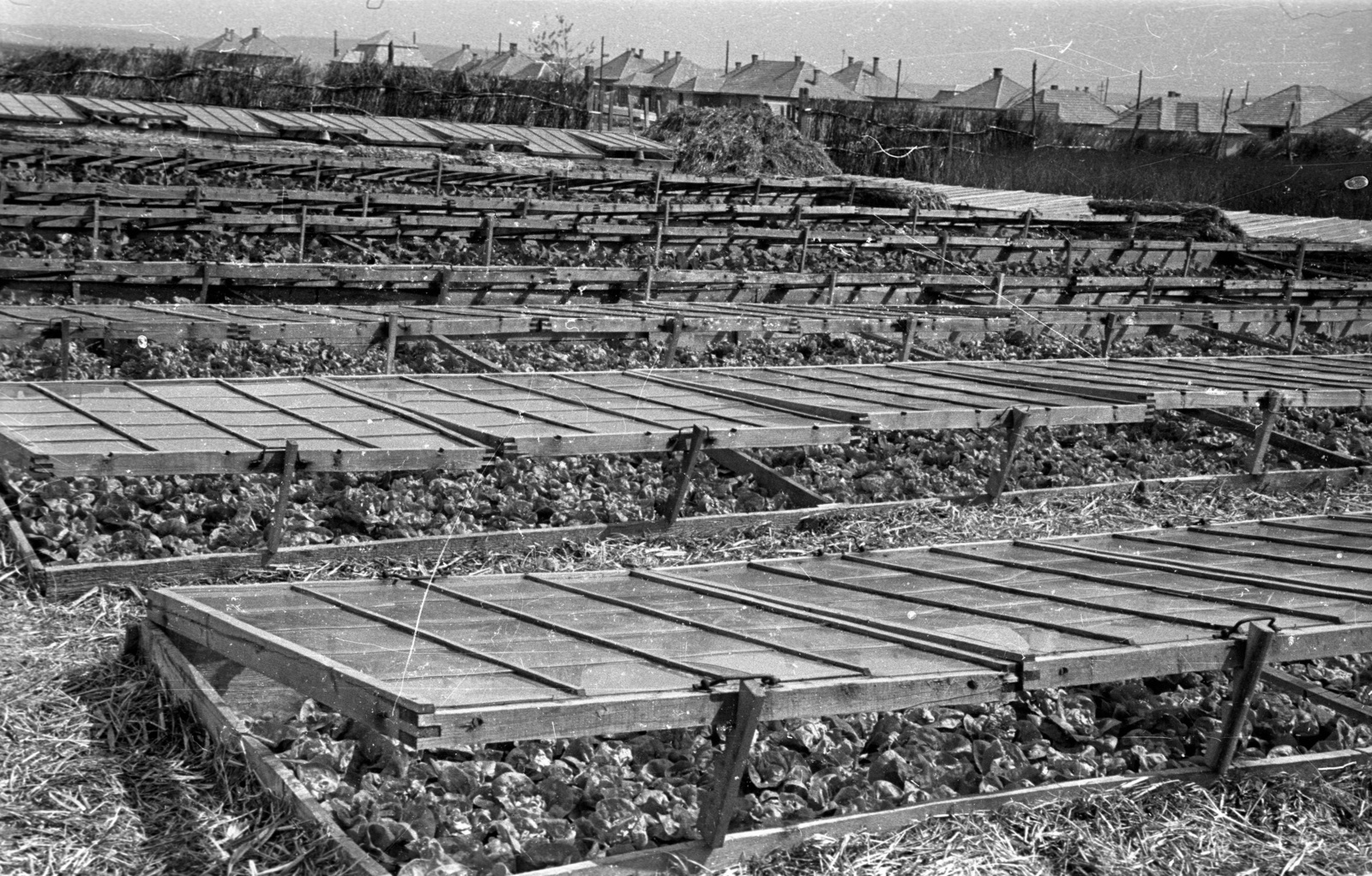 Hungary, 1960, FSZEK Budapest Gyűjtemény / Sándor György, Sándor György, greenhouse, Fortepan #117165