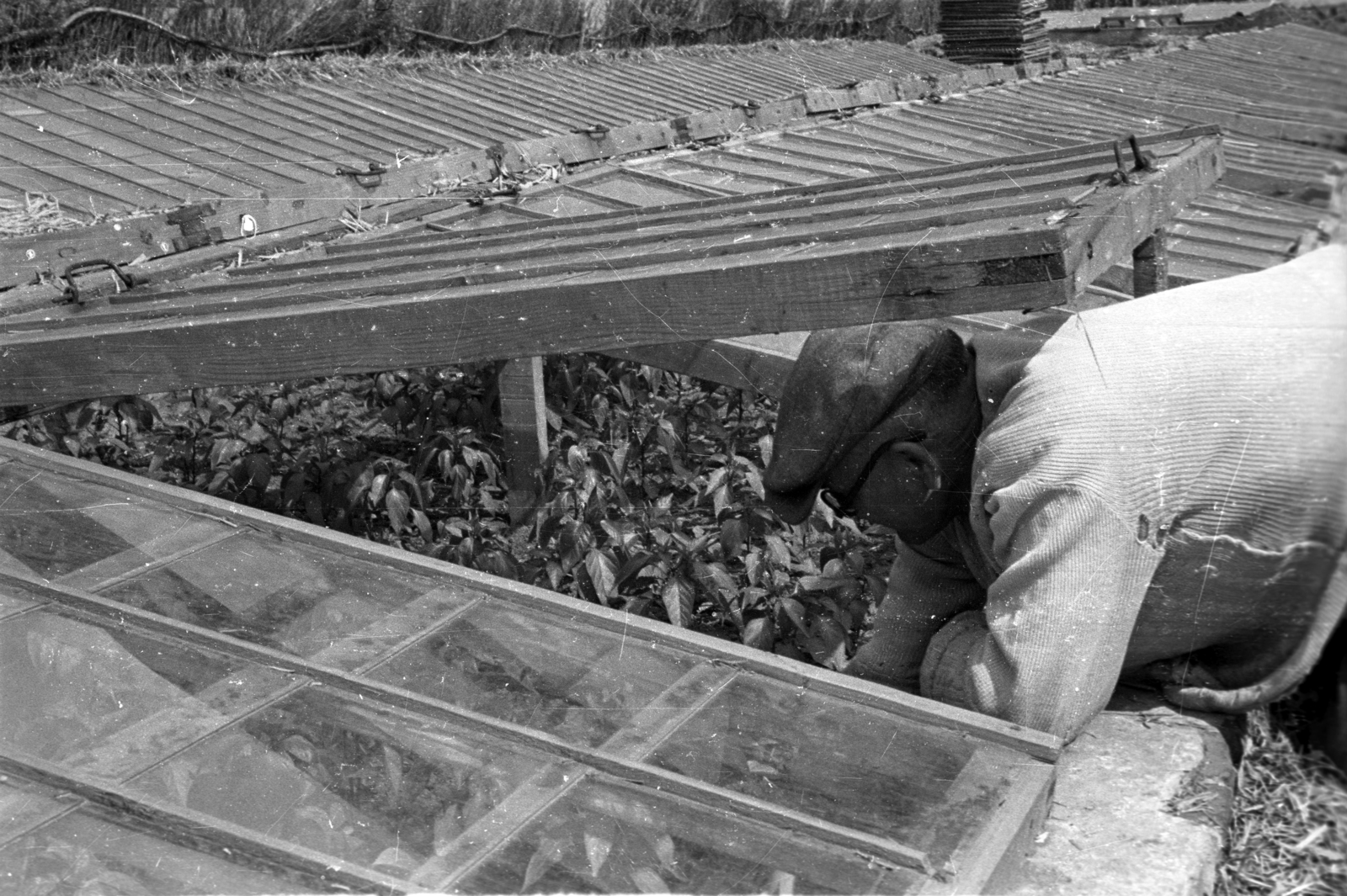 Hungary, 1960, FSZEK Budapest Gyűjtemény / Sándor György, Sándor György, greenhouse, Fortepan #117166