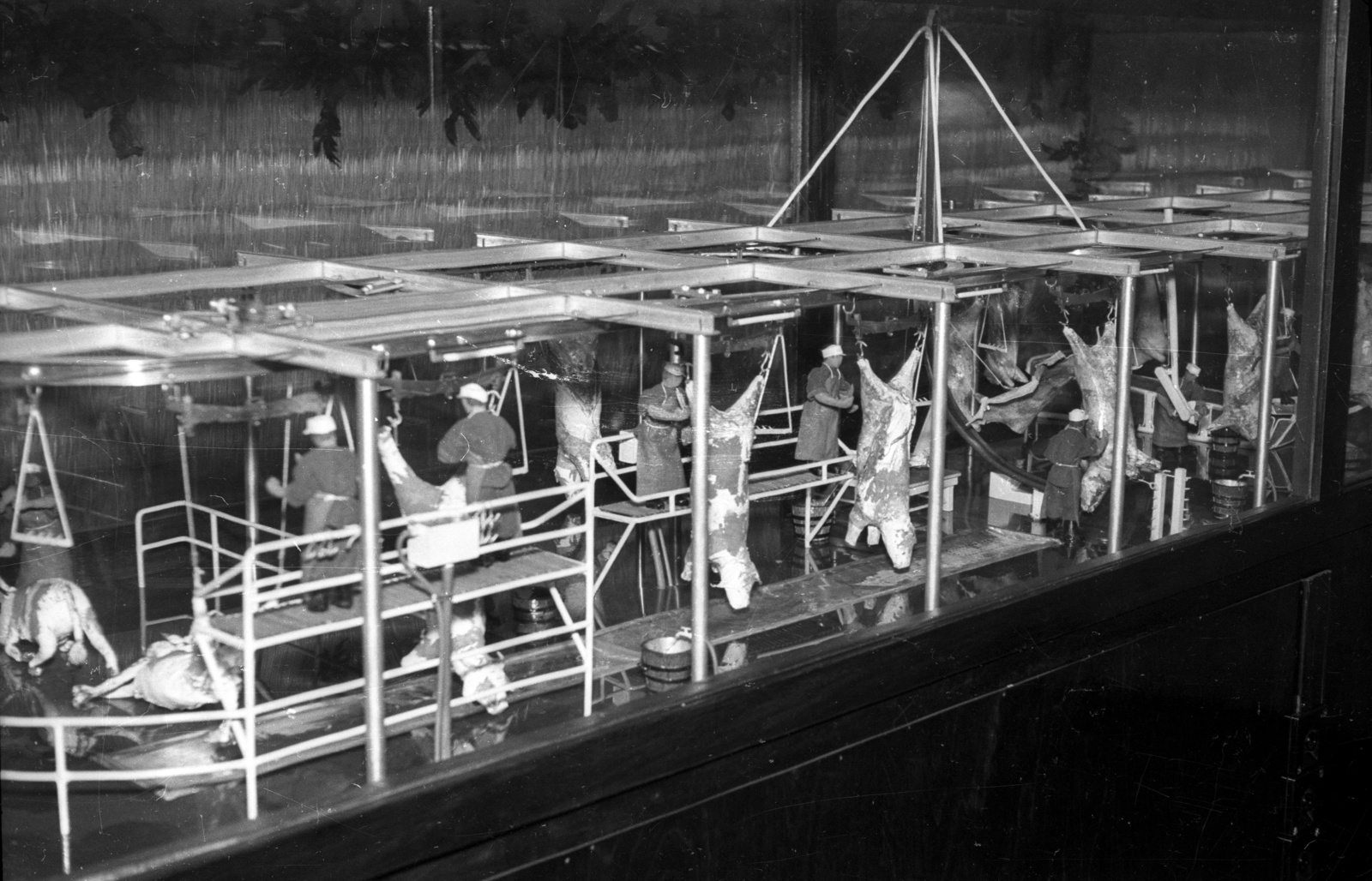 Hungary, 1959, FSZEK Budapest Gyűjtemény / Sándor György, Sándor György, model, cattle, slaughterhouse, Fortepan #117192
