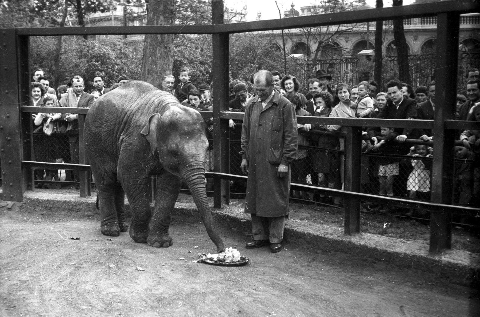 Hungary, Zoo, Budapest XIV., 1958, FSZEK Budapest Gyűjtemény / Sándor György, Sándor György, elephant, zoo, Budapest, feeding, cake, birthday celebration, Fortepan #117196