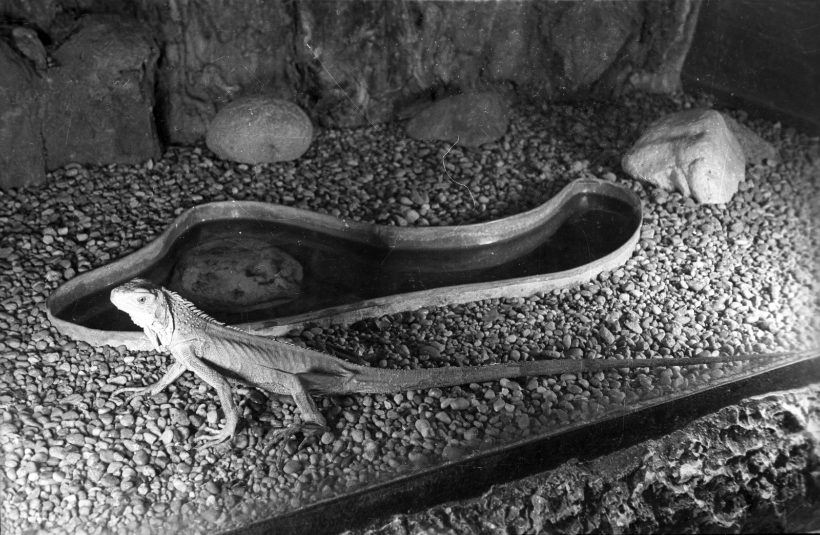 Hungary, Budapest I., Ponty utca 3., Hunfalvy János Lánygimnázium (később Hunfalvy János Két Tanítási Nyelvű Közgazdasági Technikum) terráriurnának egyik ritkasága a kaméleon, 1958, FSZEK Budapest Gyűjtemény / Sándor György, Sándor György, Budapest, terrarium, lizard, Fortepan #117197