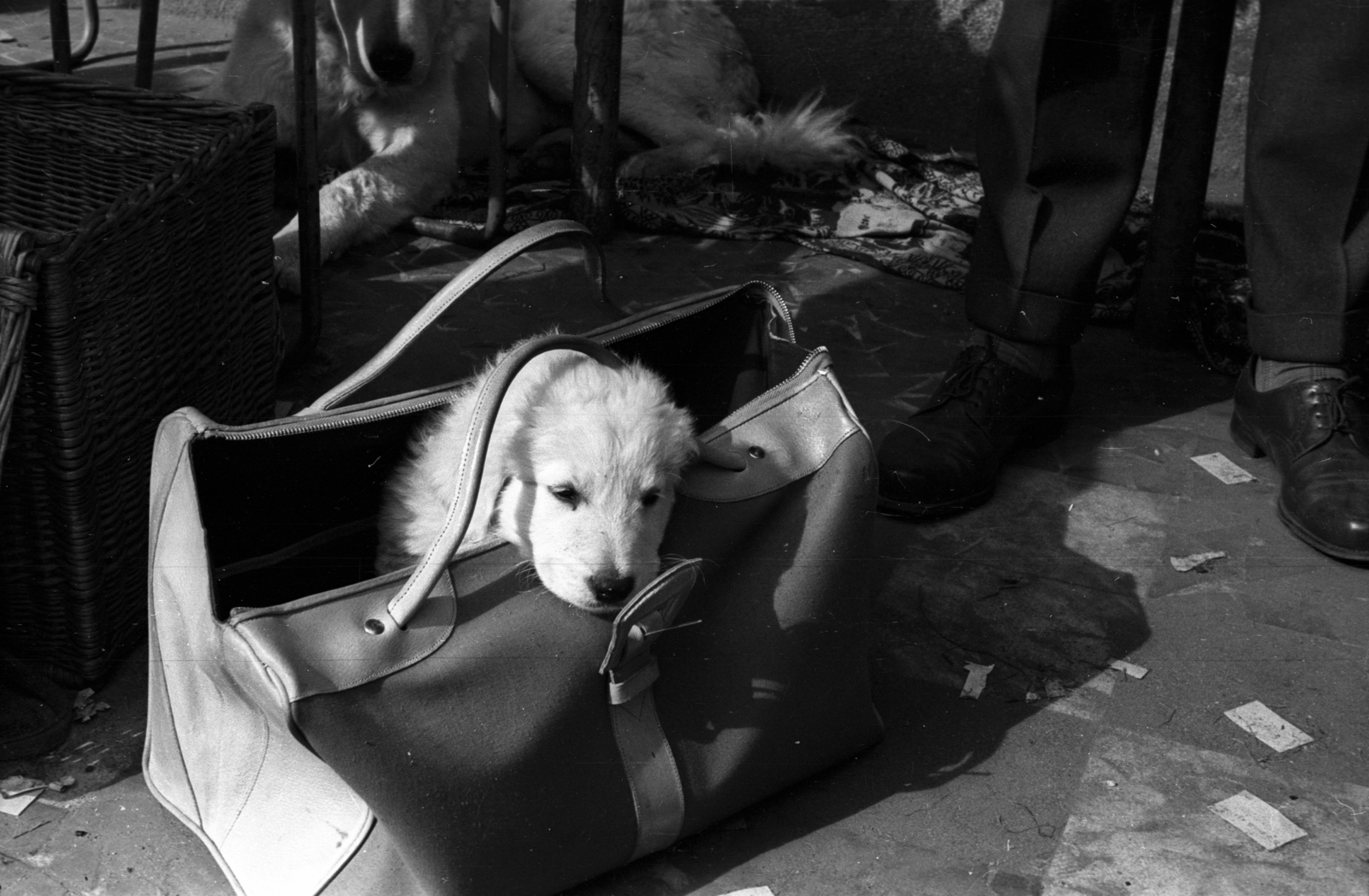 1965, Fortepan/Album013, kutya, táska, Fortepan #118178