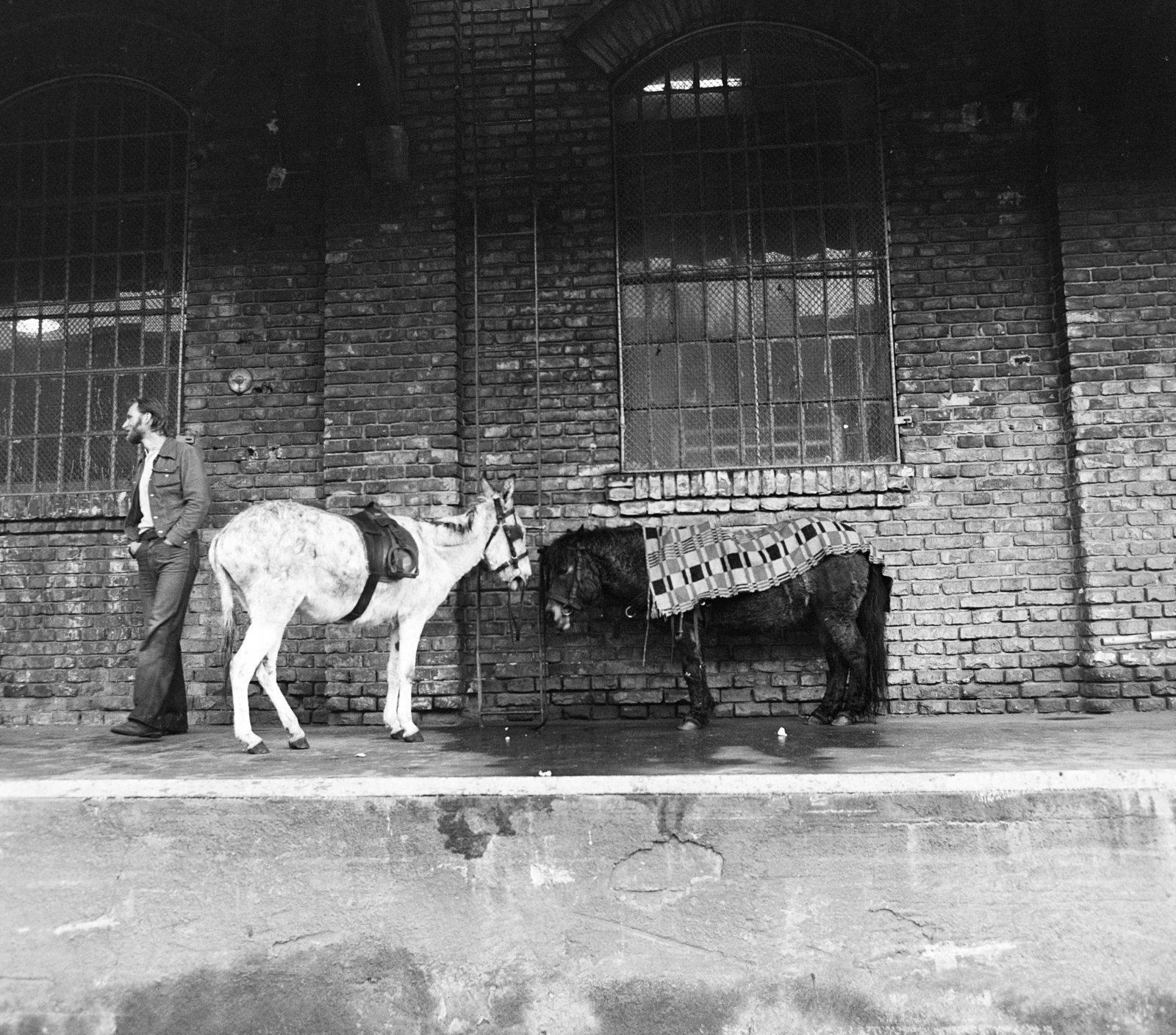1979, MHSZ, horse, donkey, hands in pockets, Fortepan #118351
