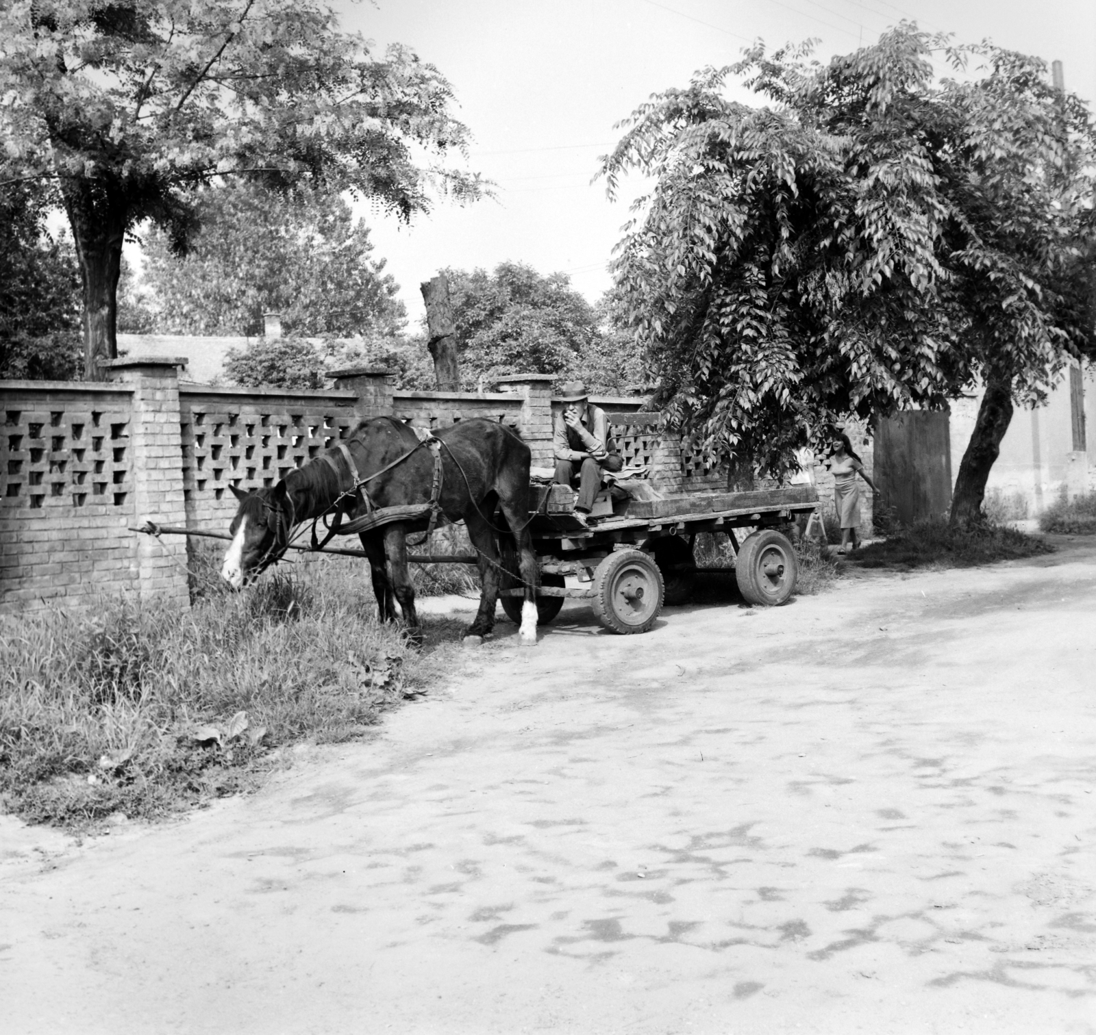 1983, Slachta Krisztina, Horse-drawn carriage, Fortepan #118561